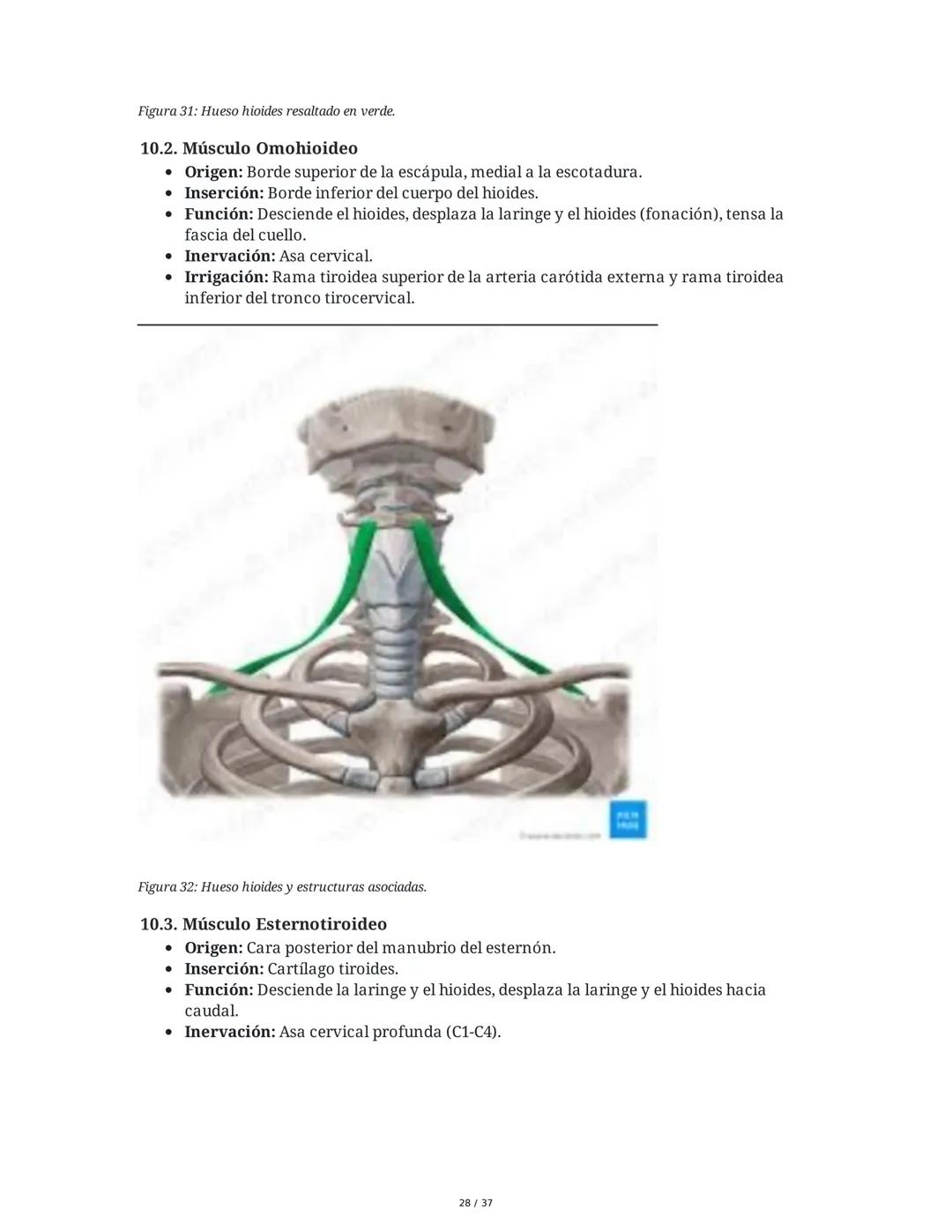 1. Introducción General
Músculos del Cuello
El cuello es la porción intermedia entre la cabeza y el tórax, y su función principal es
permiti