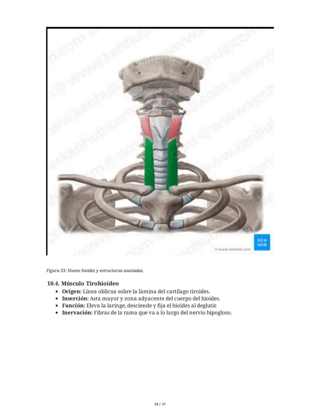 1. Introducción General
Músculos del Cuello
El cuello es la porción intermedia entre la cabeza y el tórax, y su función principal es
permiti