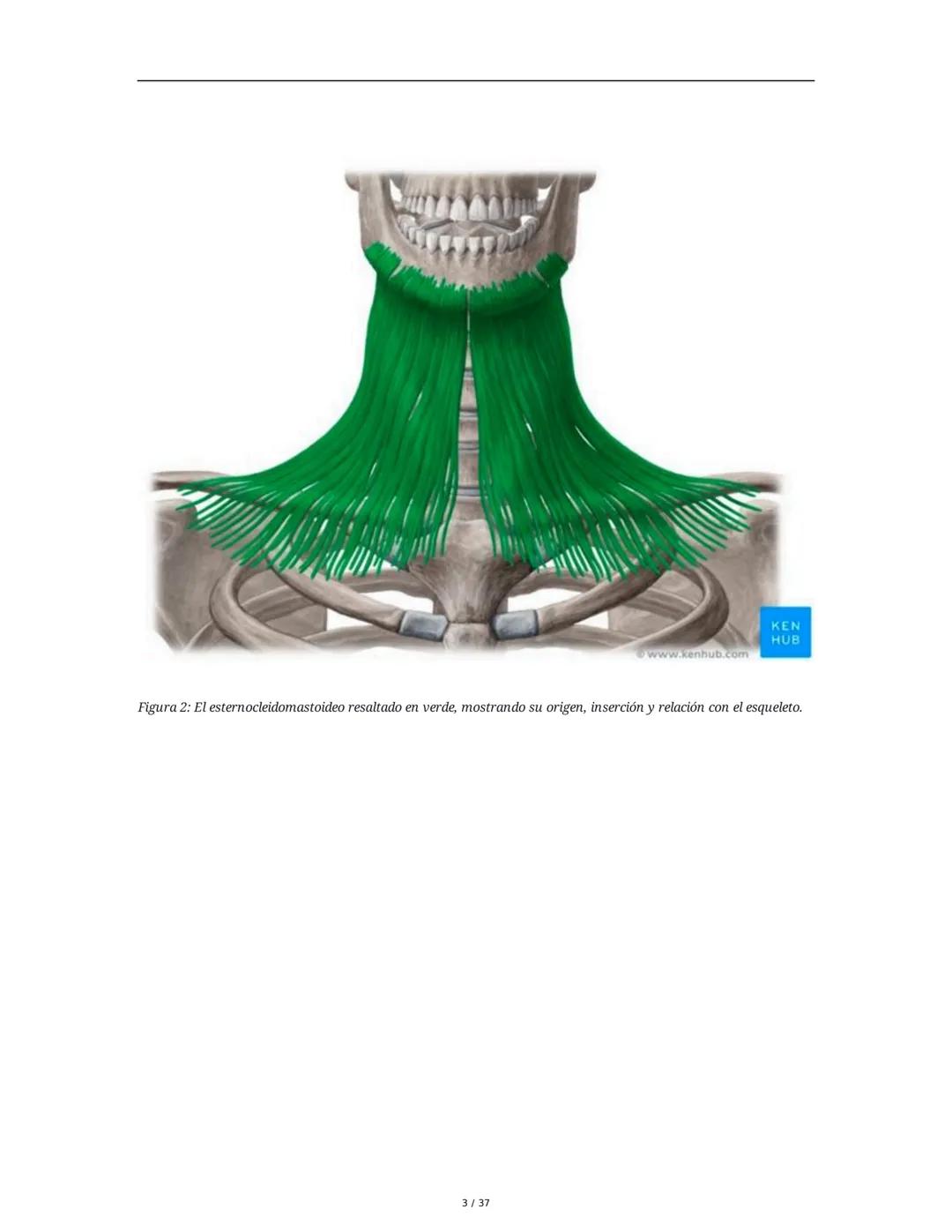 1. Introducción General
Músculos del Cuello
El cuello es la porción intermedia entre la cabeza y el tórax, y su función principal es
permiti