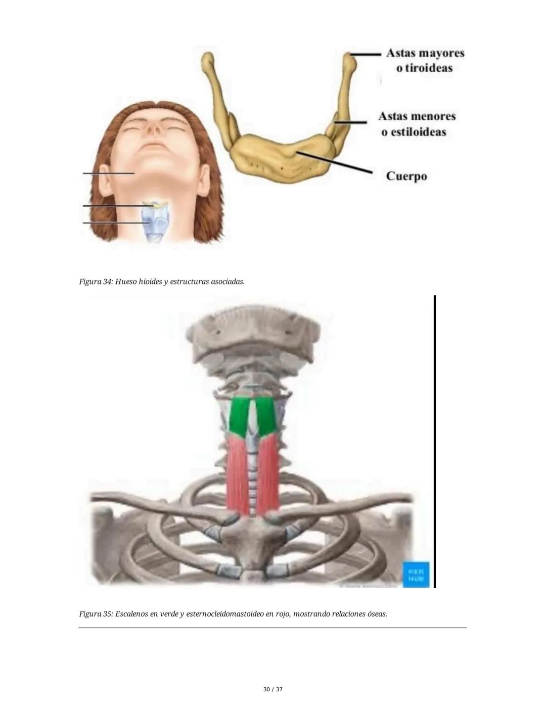 1. Introducción General
Músculos del Cuello
El cuello es la porción intermedia entre la cabeza y el tórax, y su función principal es
permiti