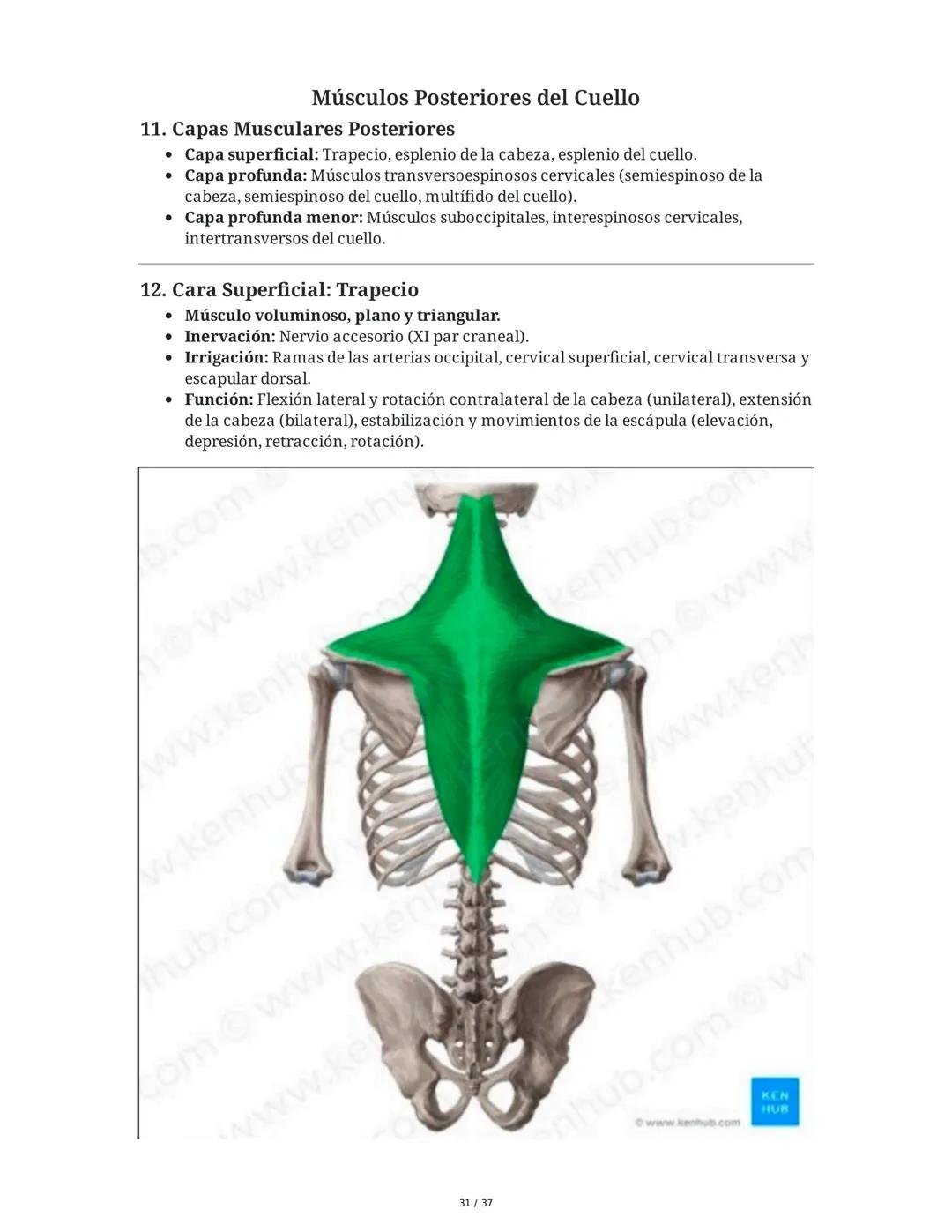 1. Introducción General
Músculos del Cuello
El cuello es la porción intermedia entre la cabeza y el tórax, y su función principal es
permiti