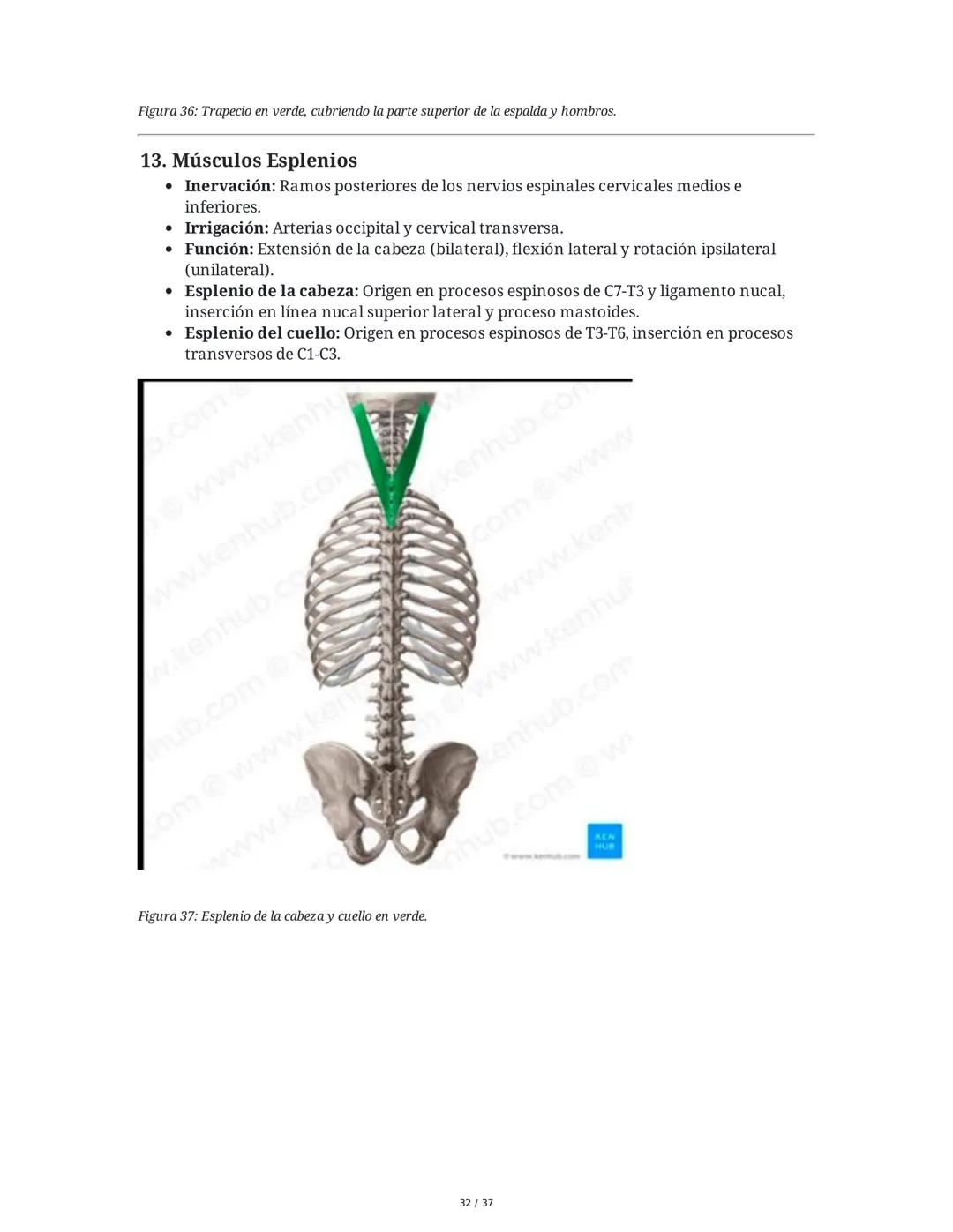 1. Introducción General
Músculos del Cuello
El cuello es la porción intermedia entre la cabeza y el tórax, y su función principal es
permiti