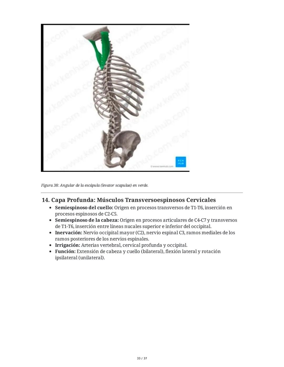 1. Introducción General
Músculos del Cuello
El cuello es la porción intermedia entre la cabeza y el tórax, y su función principal es
permiti