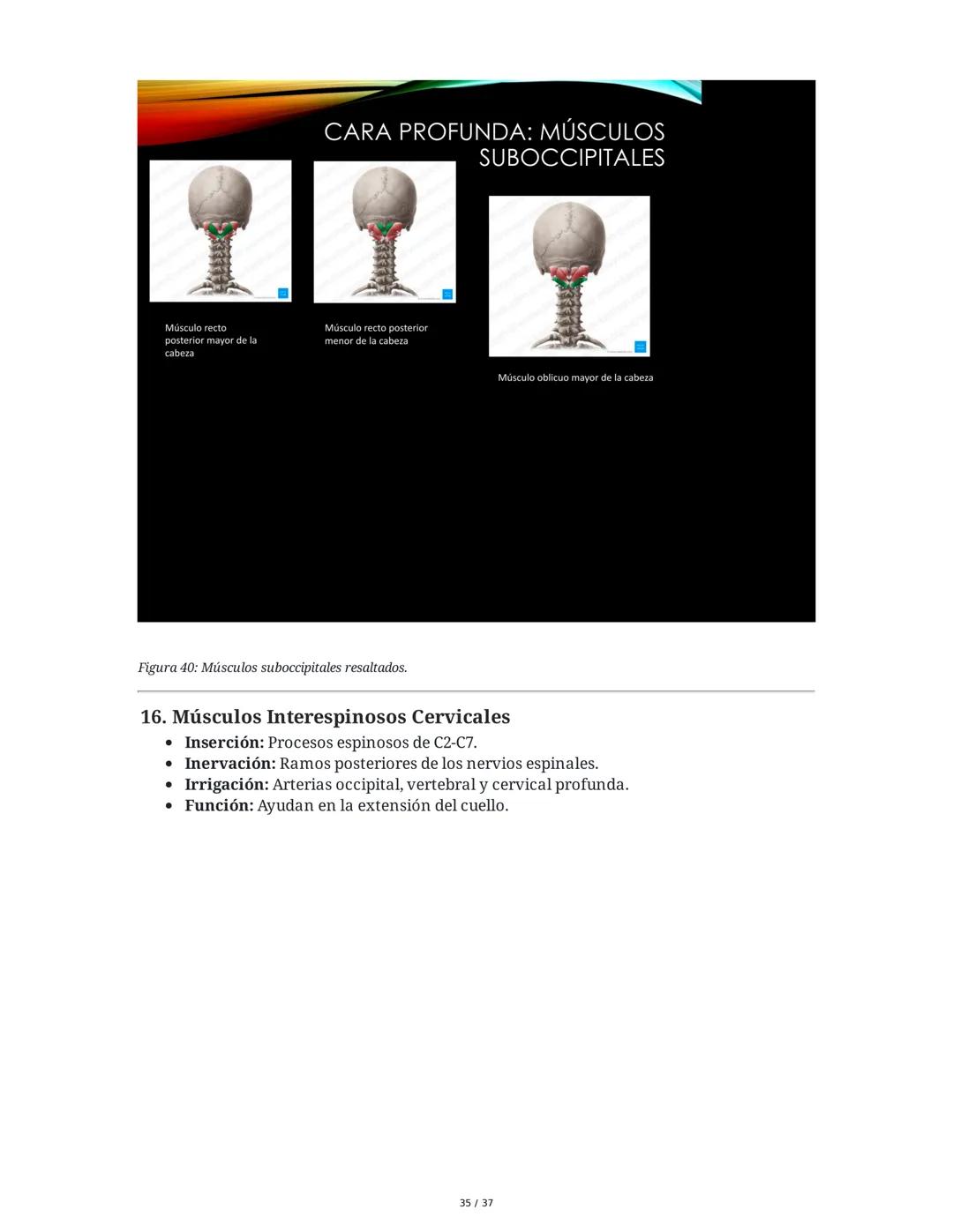 1. Introducción General
Músculos del Cuello
El cuello es la porción intermedia entre la cabeza y el tórax, y su función principal es
permiti