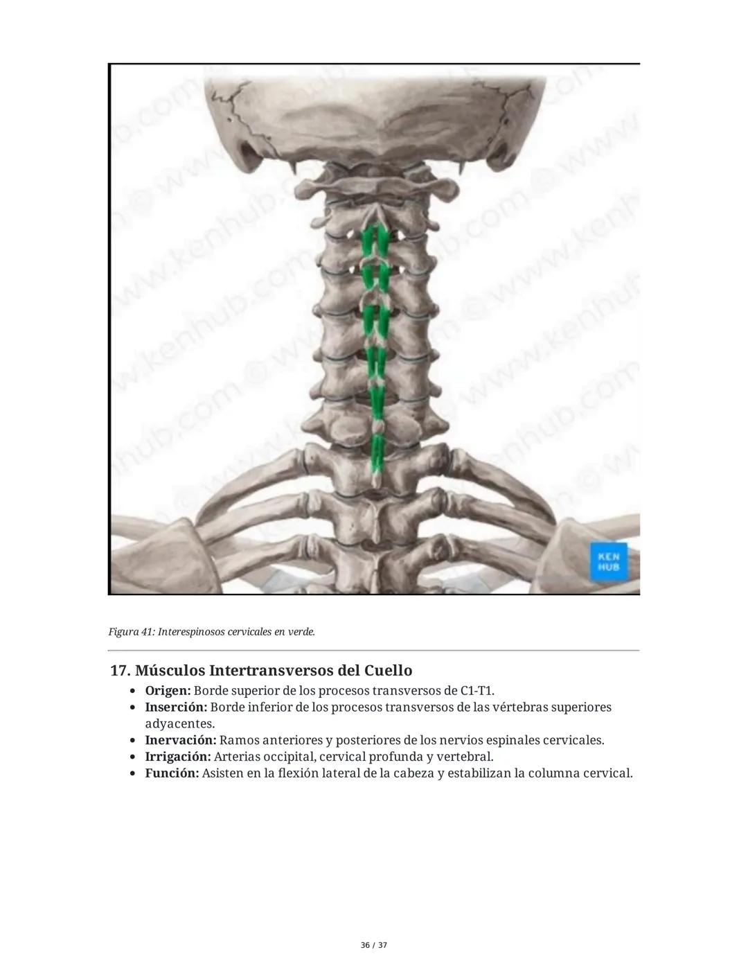 1. Introducción General
Músculos del Cuello
El cuello es la porción intermedia entre la cabeza y el tórax, y su función principal es
permiti