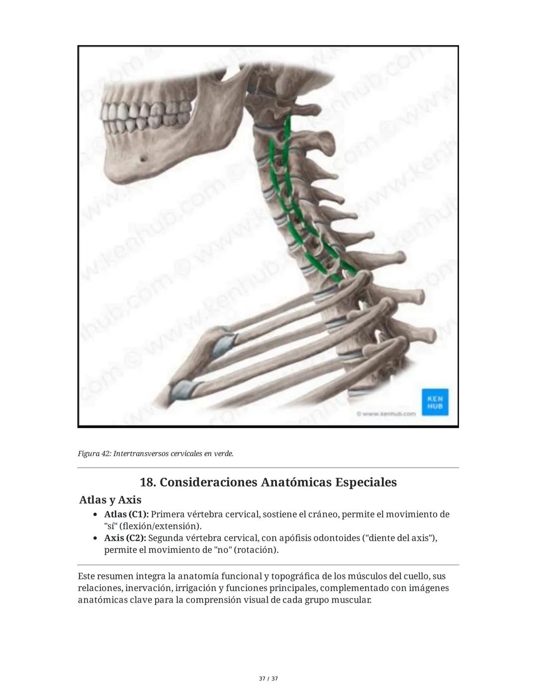 1. Introducción General
Músculos del Cuello
El cuello es la porción intermedia entre la cabeza y el tórax, y su función principal es
permiti