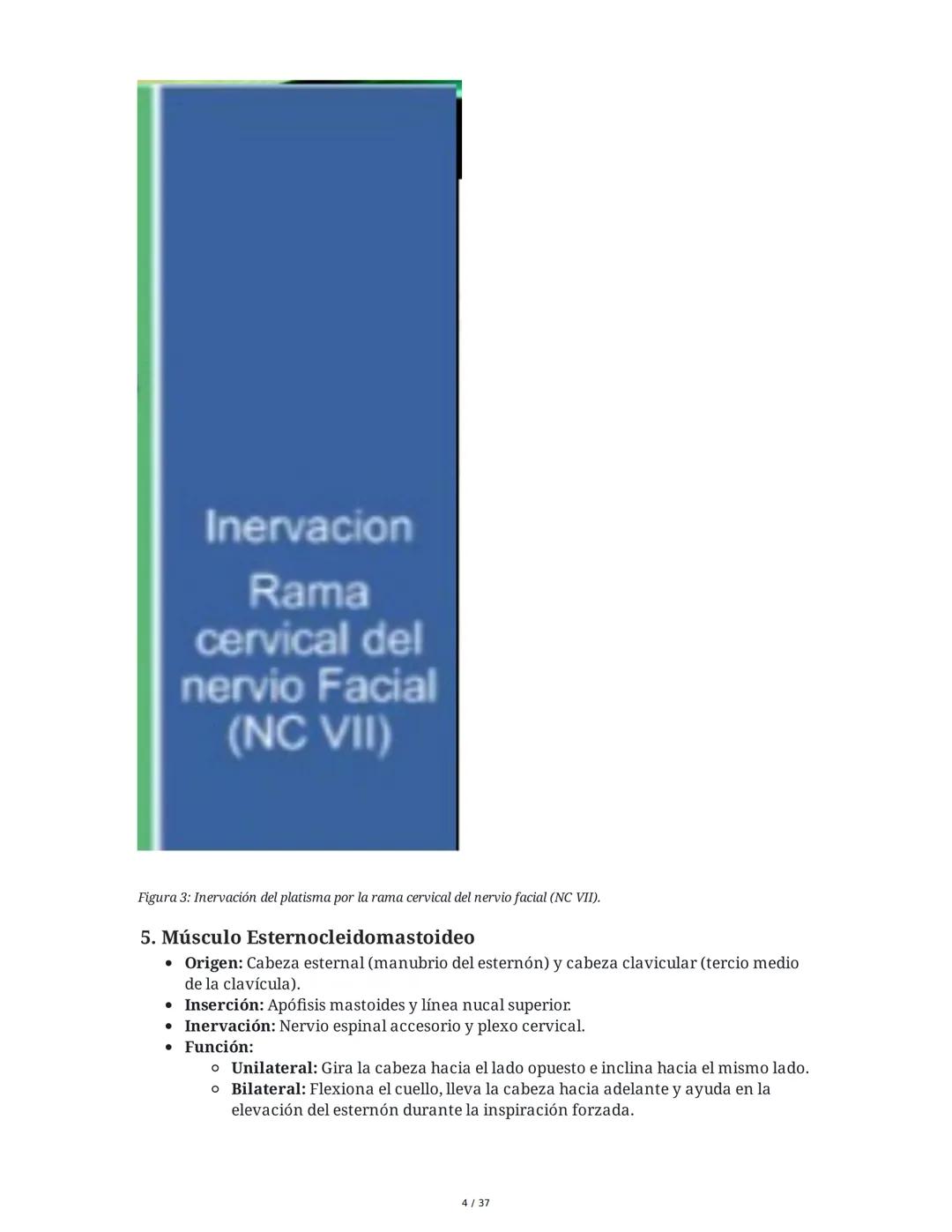 1. Introducción General
Músculos del Cuello
El cuello es la porción intermedia entre la cabeza y el tórax, y su función principal es
permiti