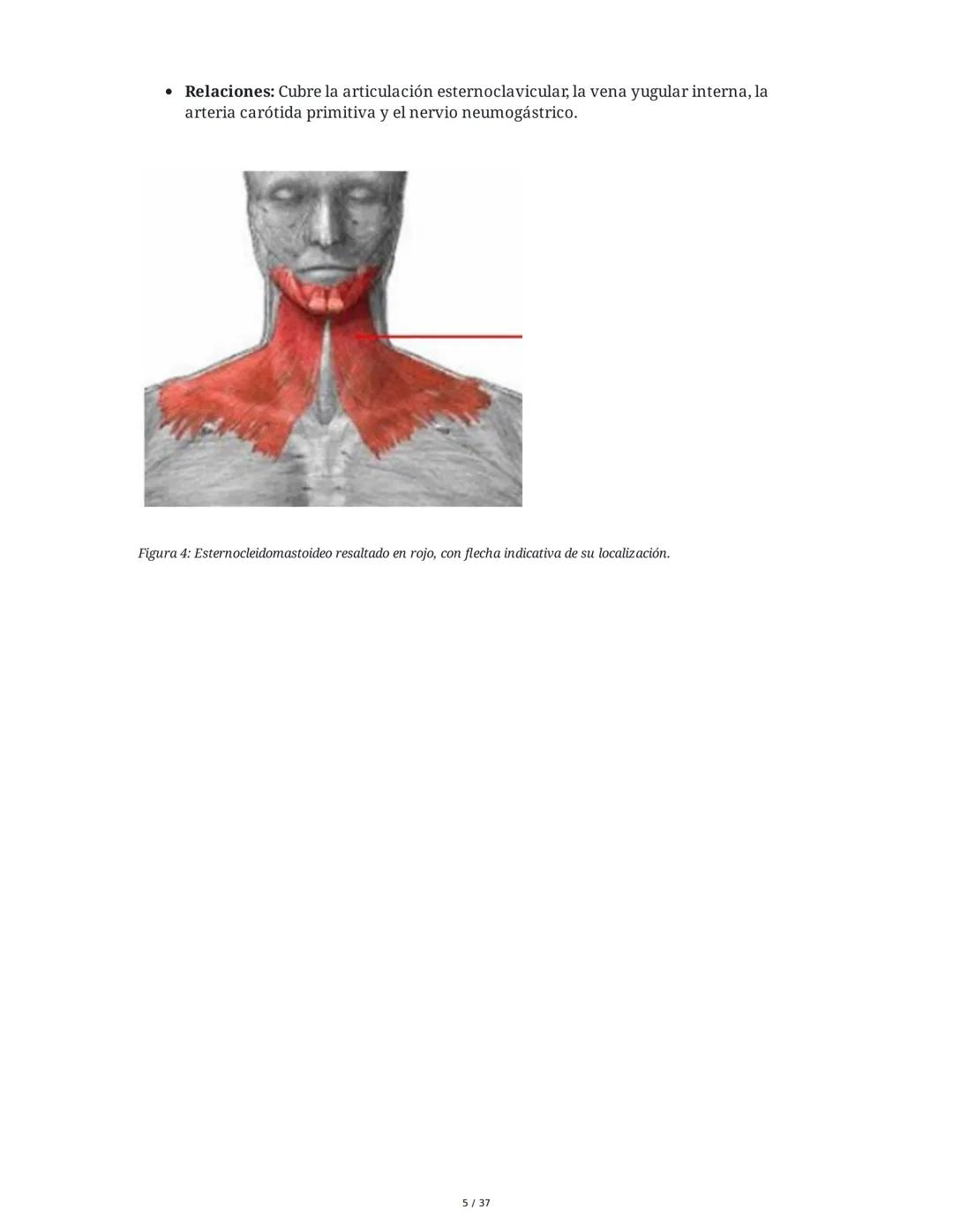 1. Introducción General
Músculos del Cuello
El cuello es la porción intermedia entre la cabeza y el tórax, y su función principal es
permiti