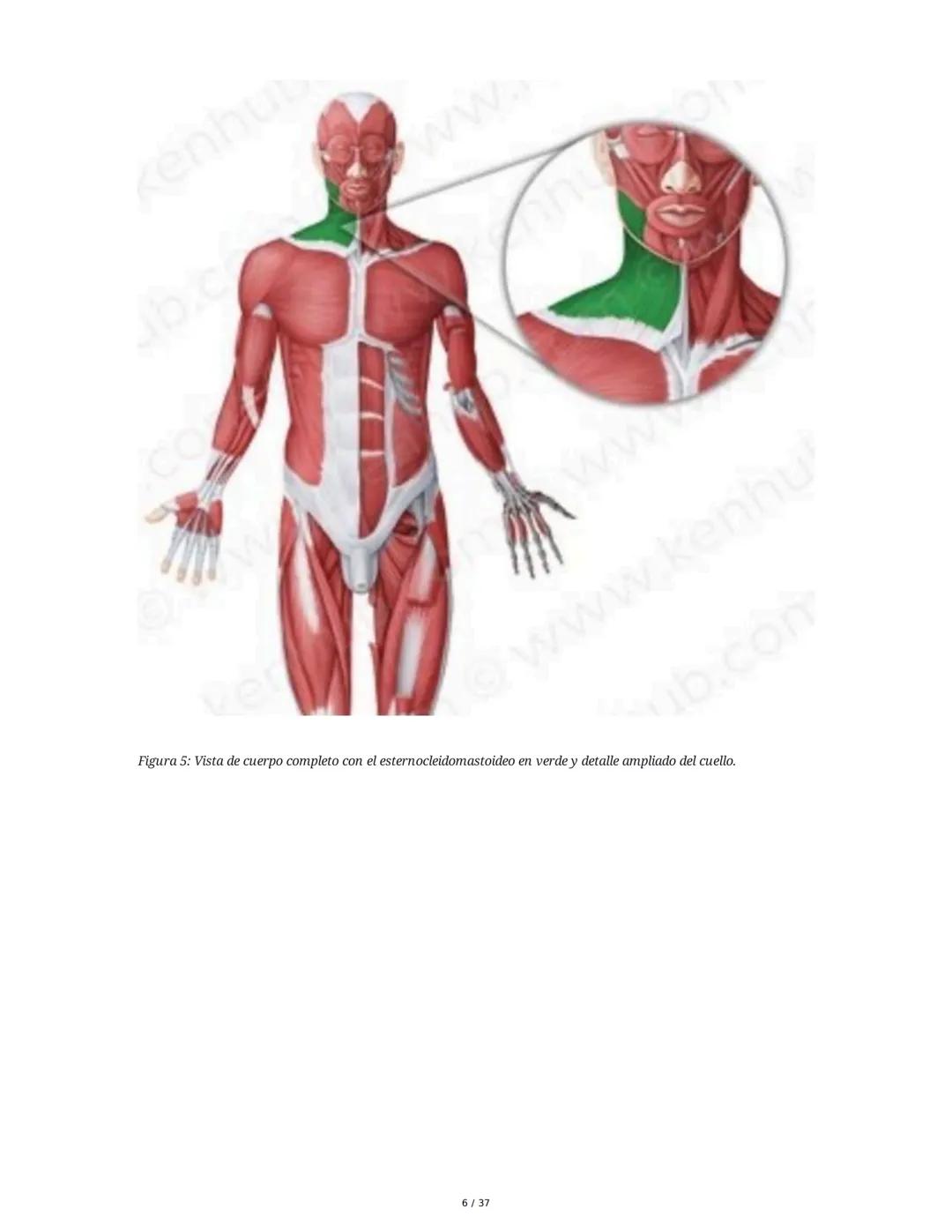 1. Introducción General
Músculos del Cuello
El cuello es la porción intermedia entre la cabeza y el tórax, y su función principal es
permiti