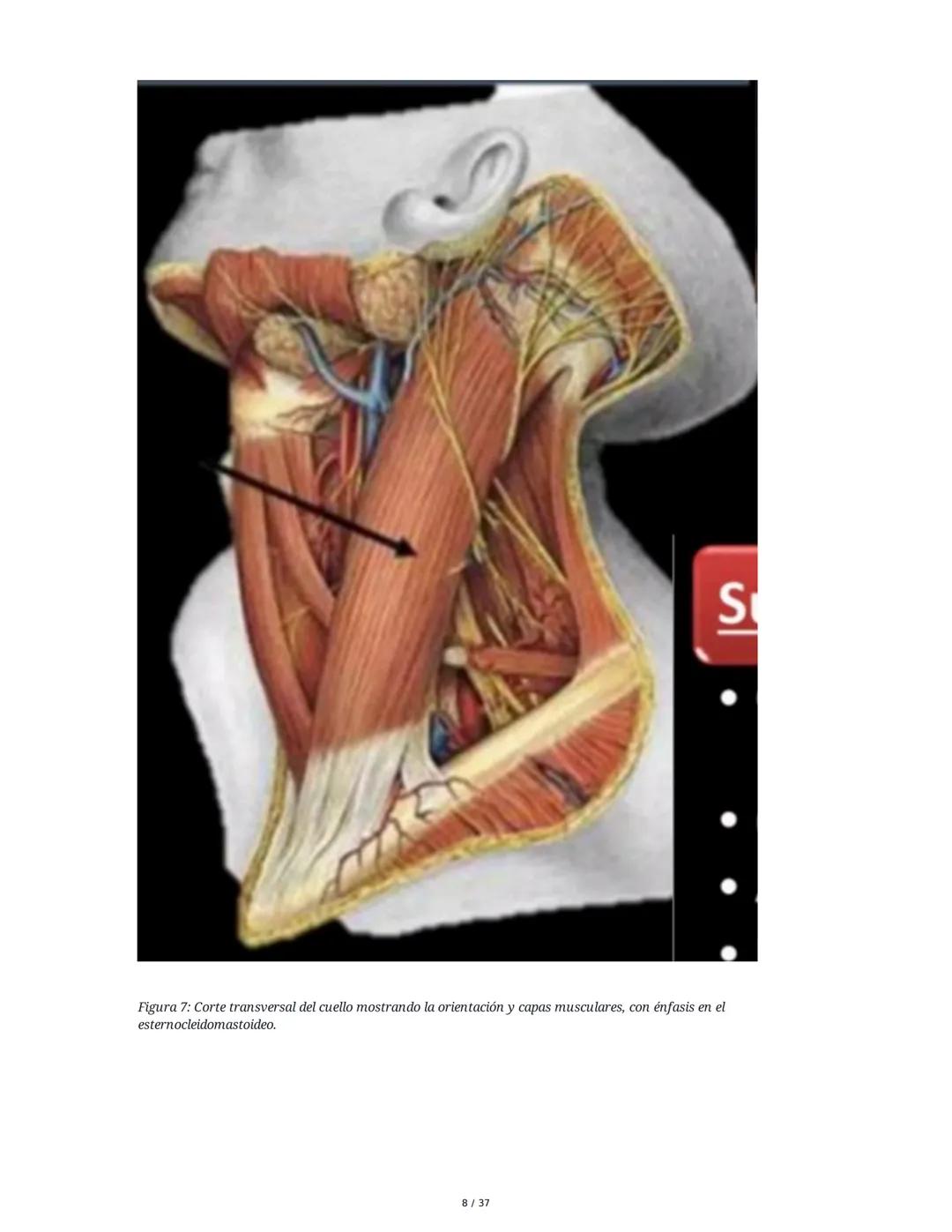 1. Introducción General
Músculos del Cuello
El cuello es la porción intermedia entre la cabeza y el tórax, y su función principal es
permiti