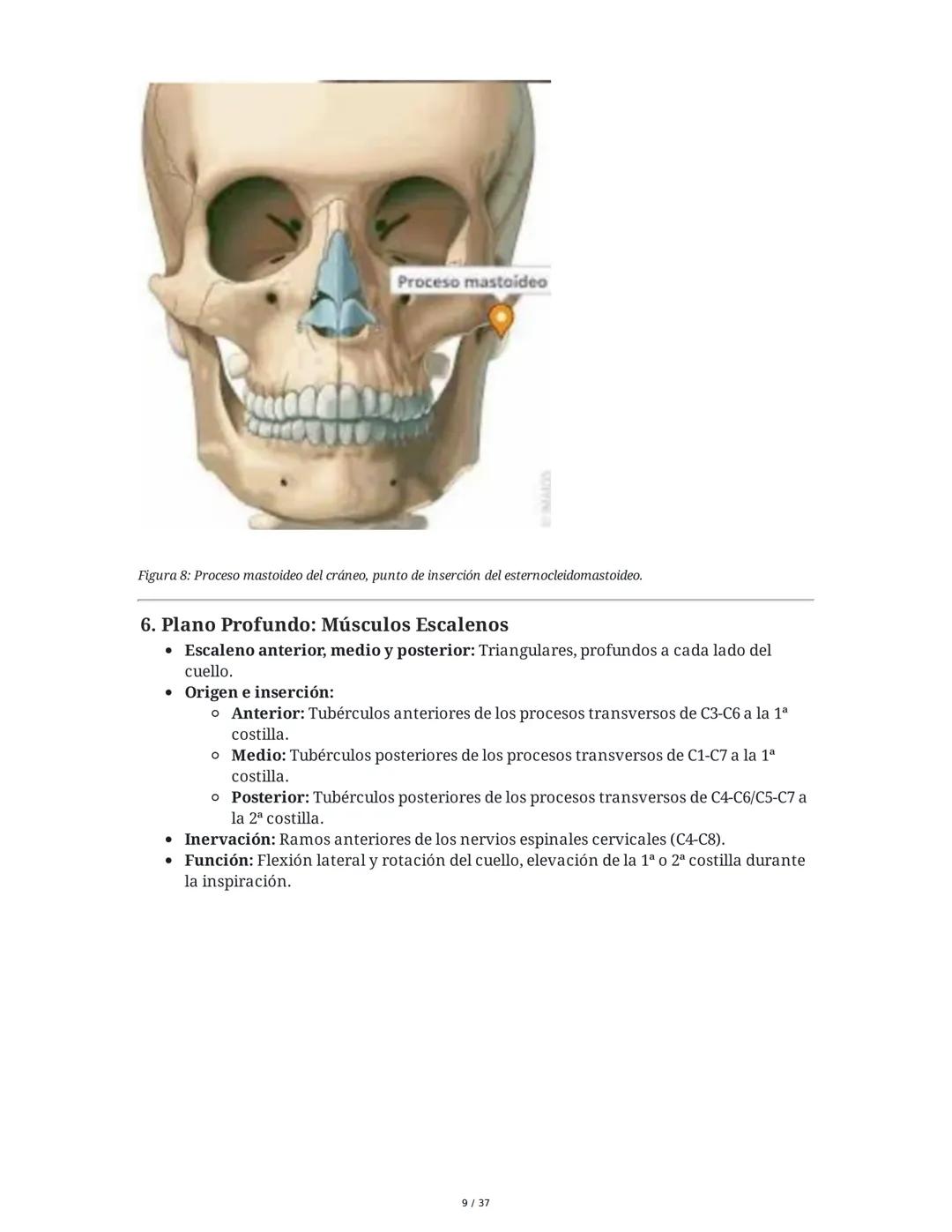 1. Introducción General
Músculos del Cuello
El cuello es la porción intermedia entre la cabeza y el tórax, y su función principal es
permiti