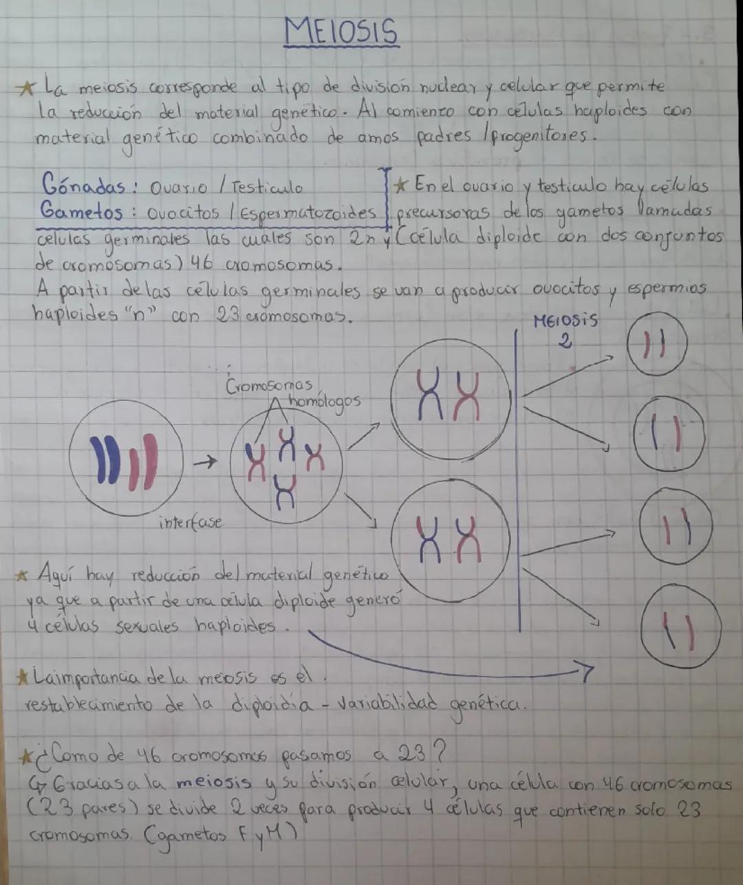 # MEIOSIS

*La meiosis corresponde al tipo de división nudear y celular que permite
la reducción del material genetico. Al comiento con celu
