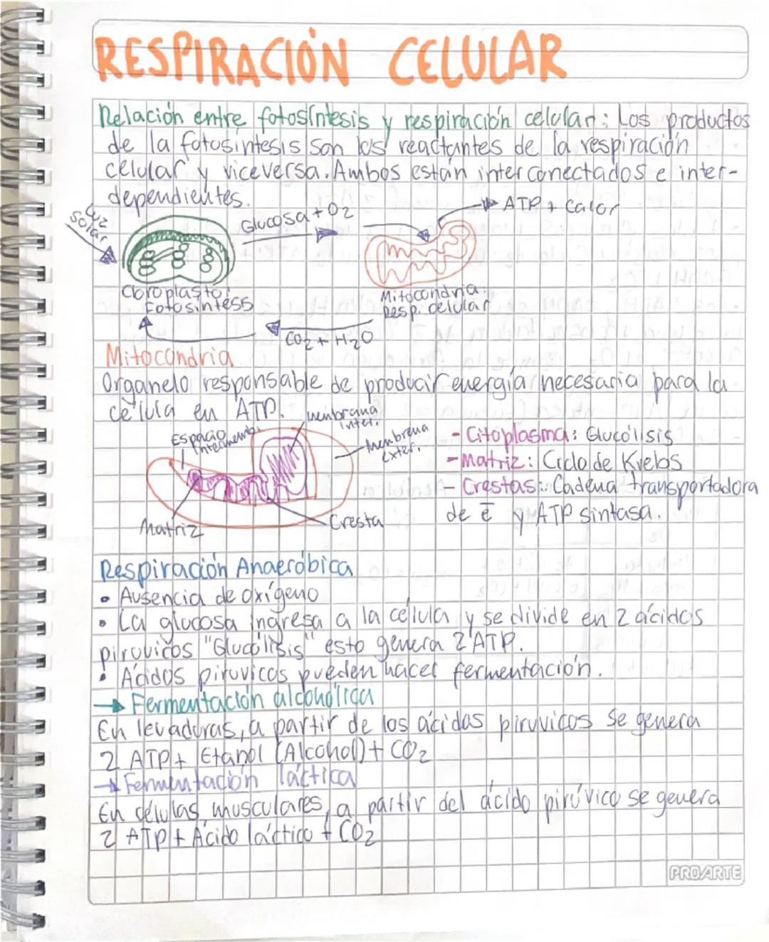 # RESPIRACIÓN CELULAR

Relación entre fotosintesis y respiración celular: Los productos
de la fotosintesis son los reactantes de la respirac