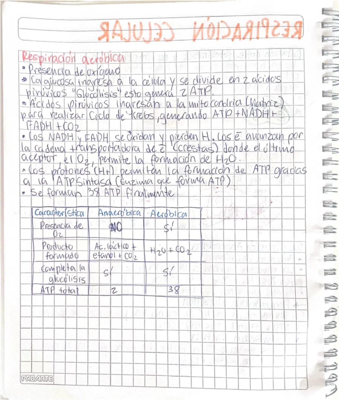 # RESPIRACIÓN CELULAR

Relación entre fotosintesis y respiración celular: Los productos
de la fotosintesis son los reactantes de la respirac