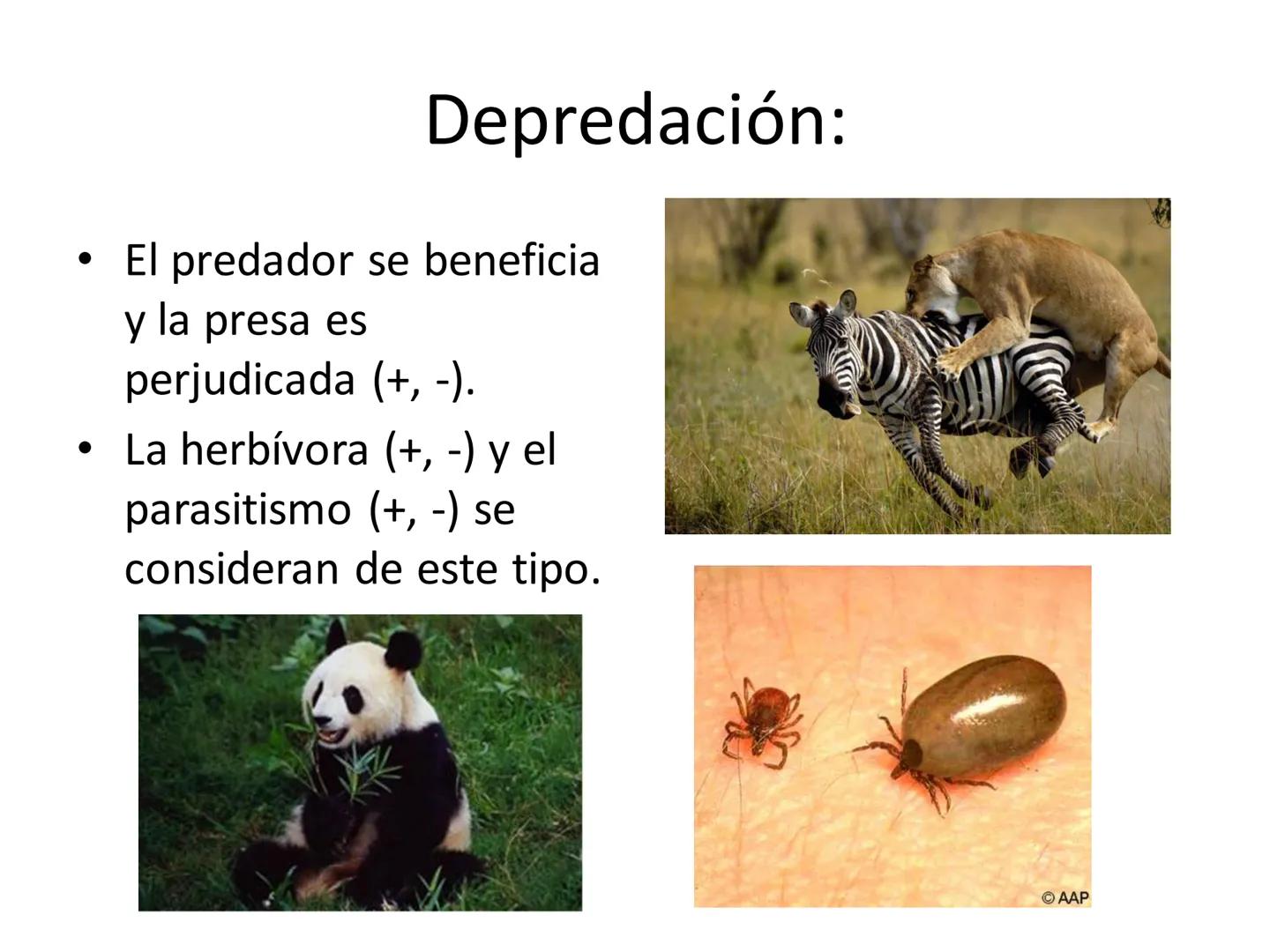 Dinámica de poblaciones y
comunidades.

Describir las características propias de una población y los factores que la regulan:
* densidad y a