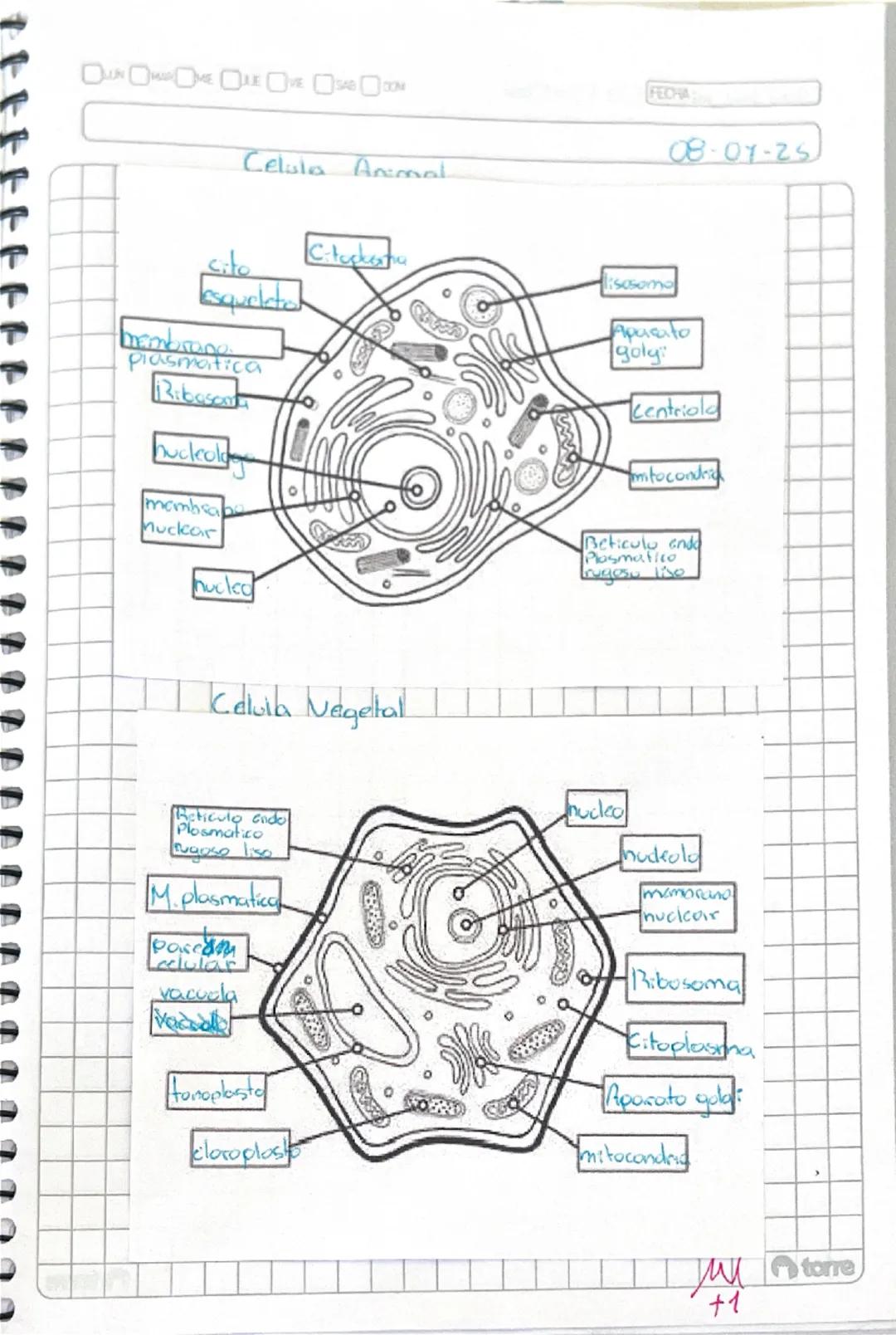 # Celula Animal

-cito
-C.citoplasma
-membrana
 plasmatica
-Ribosomas
nucleolo
membrana
nuclear
nucleo
-lisosoma
-Aparato
golgi
-centriolo
-