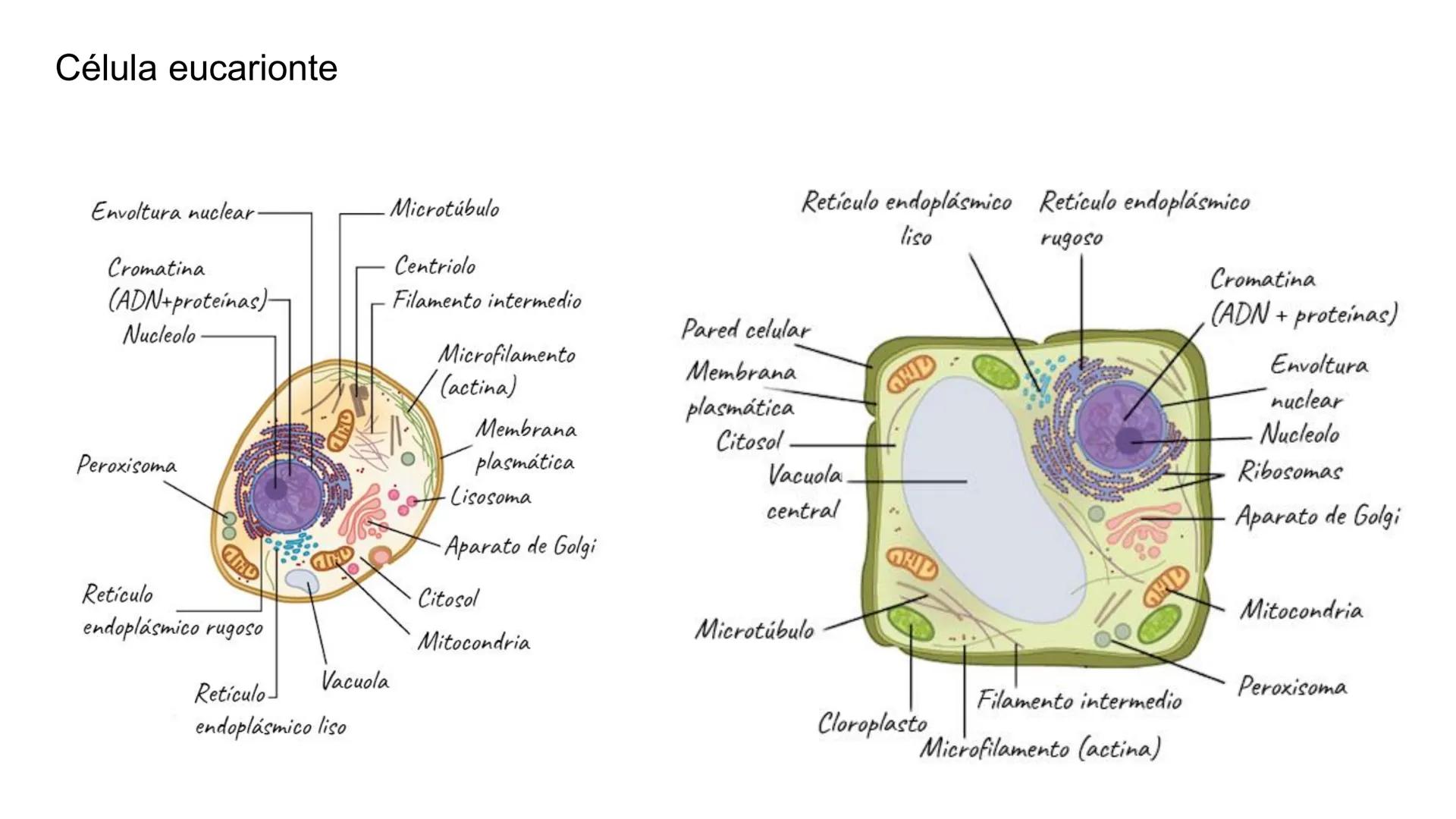 ## Pontificia Universidad Católica de Chile

Facultad de Ciencias Biológicas
Departamento de Biología Celular y Molecular
BIO141C-4

# Ayuda