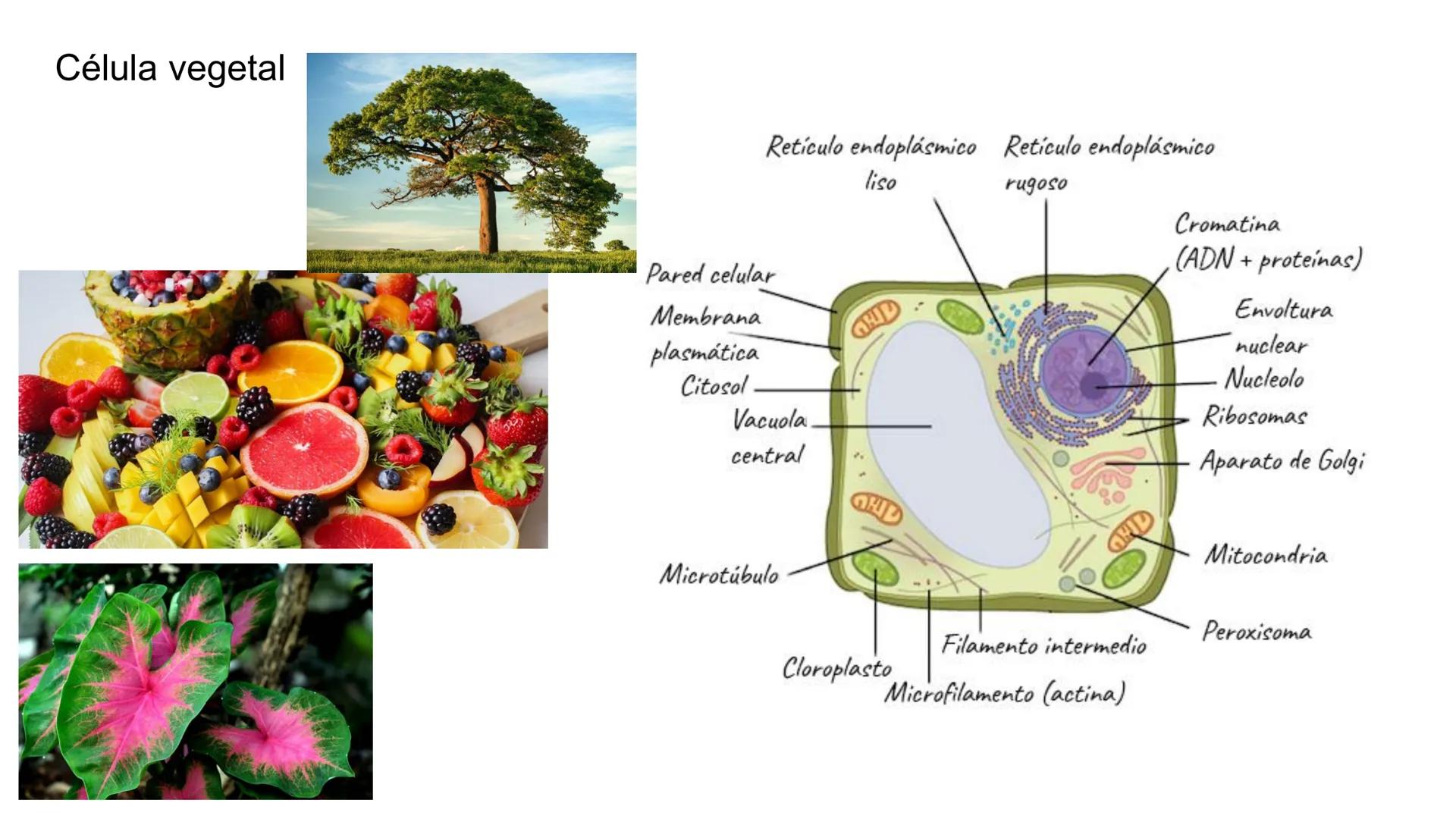 ## Pontificia Universidad Católica de Chile

Facultad de Ciencias Biológicas
Departamento de Biología Celular y Molecular
BIO141C-4

# Ayuda
