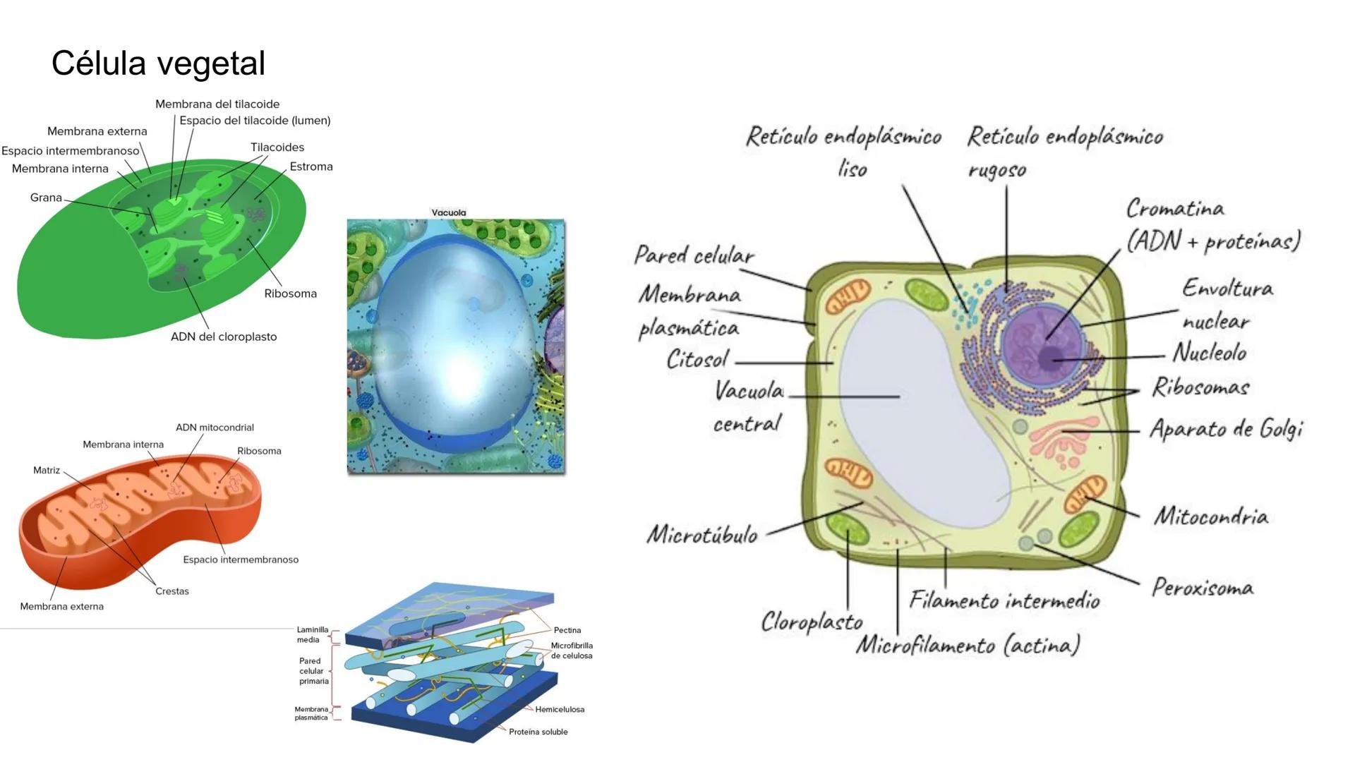 ## Pontificia Universidad Católica de Chile

Facultad de Ciencias Biológicas
Departamento de Biología Celular y Molecular
BIO141C-4

# Ayuda