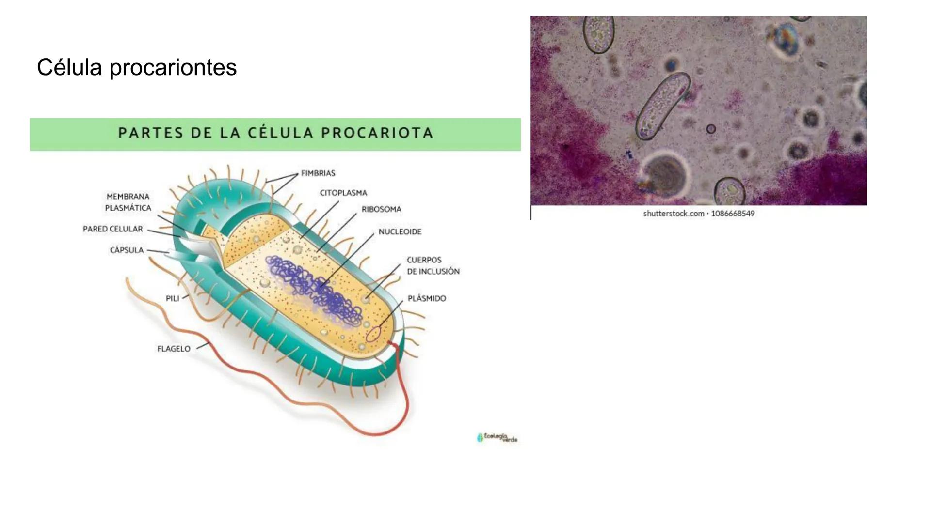 ## Pontificia Universidad Católica de Chile

Facultad de Ciencias Biológicas
Departamento de Biología Celular y Molecular
BIO141C-4

# Ayuda
