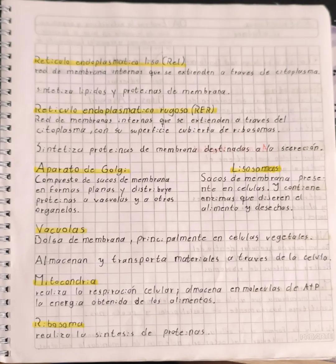 --- OCR Start ---
Estructura
Celular
OA: Explicar la estructura y organiza
ción de la celula en base a bienale
oulas membranas y orgonelos E