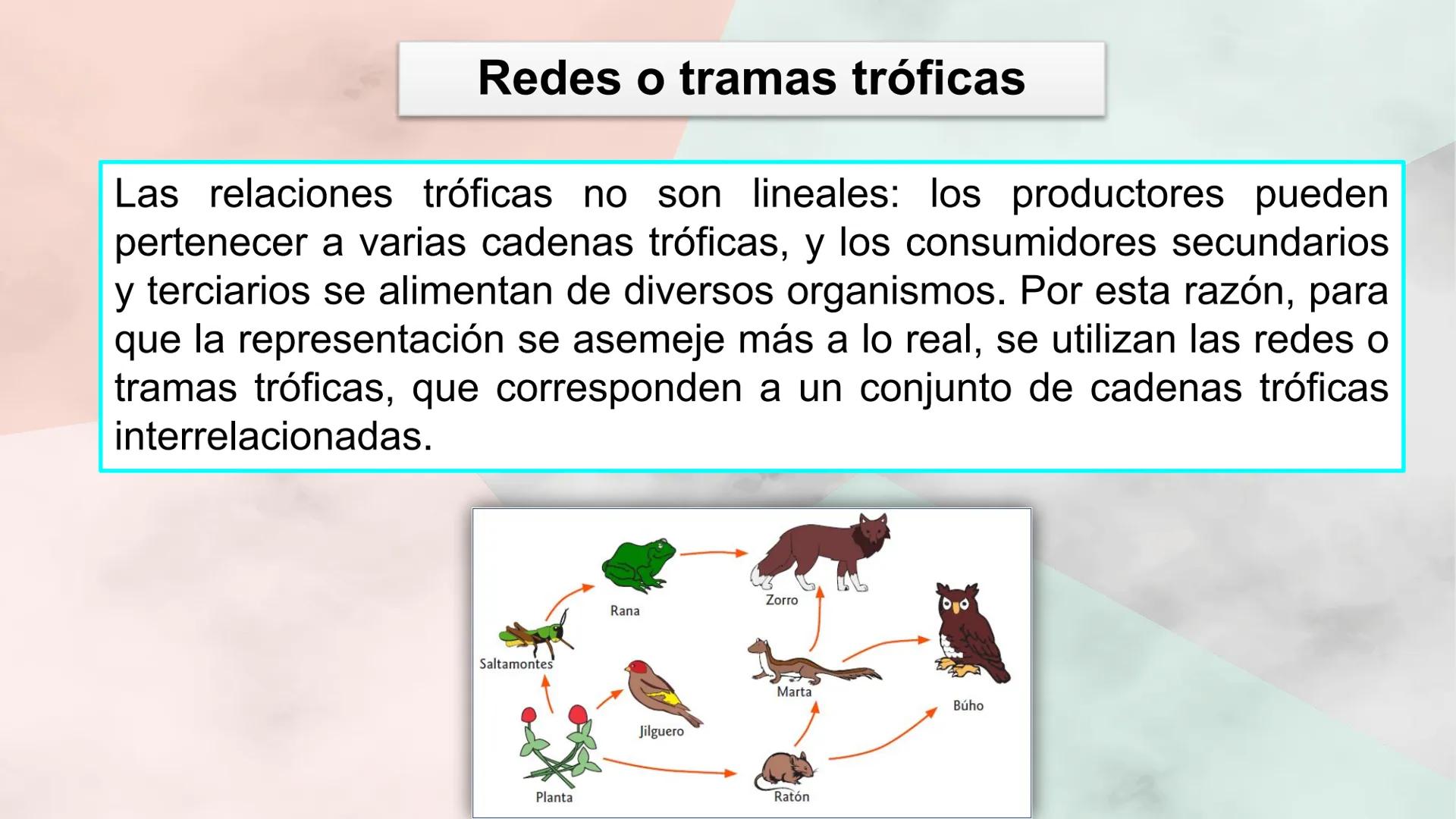 Objetivo de la clase:
• Comprender que, en el
ecosistema, los organismos
ocupan niveles tróficos de
acuerdo con el modo en que
obtienen su a