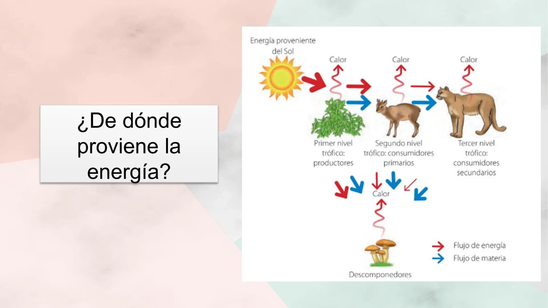 Objetivo de la clase:
• Comprender que, en el
ecosistema, los organismos
ocupan niveles tróficos de
acuerdo con el modo en que
obtienen su a