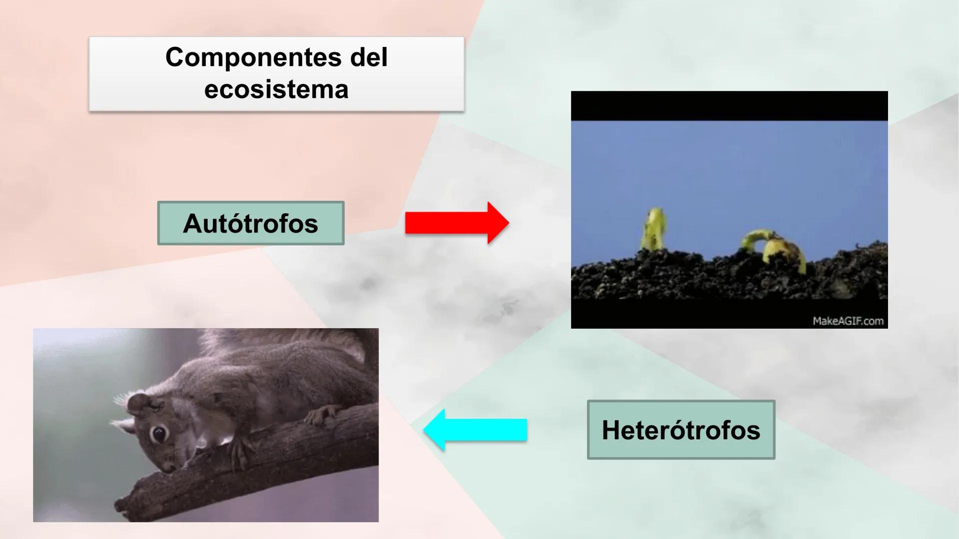Objetivo de la clase:
• Comprender que, en el
ecosistema, los organismos
ocupan niveles tróficos de
acuerdo con el modo en que
obtienen su a
