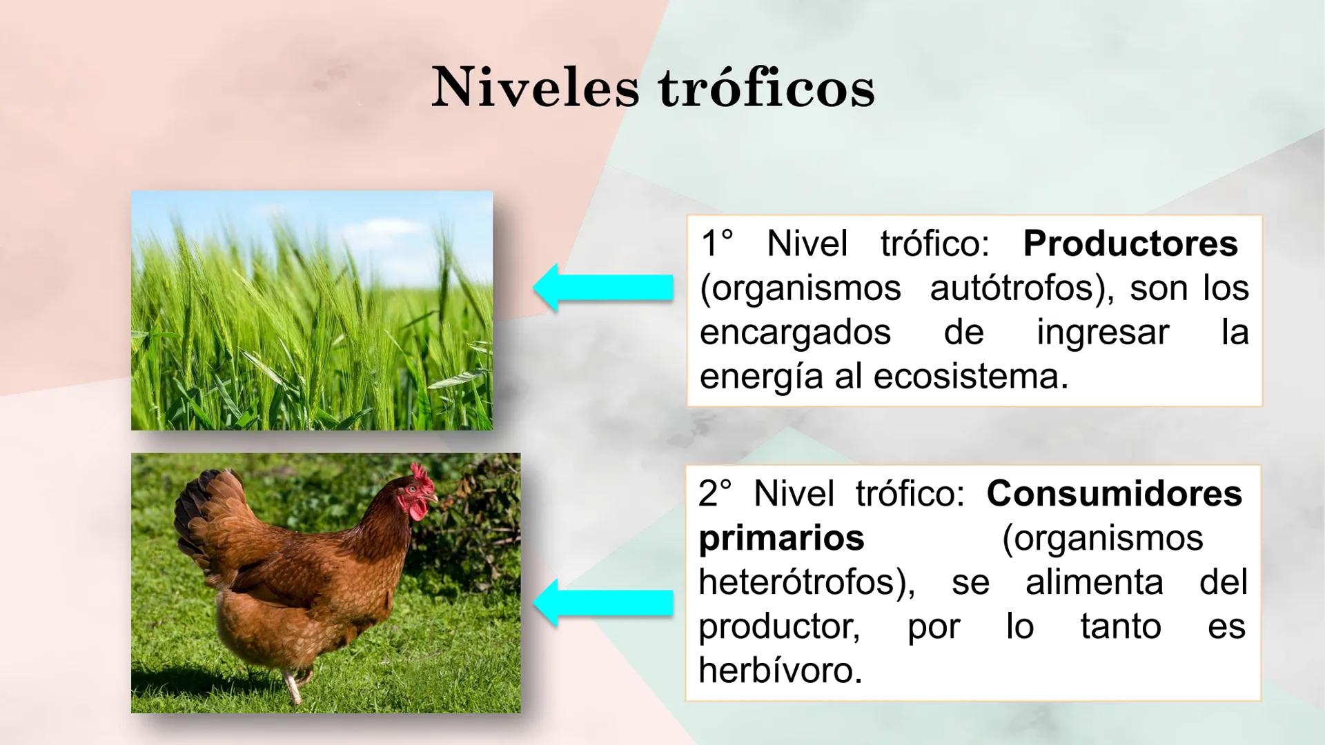 Objetivo de la clase:
• Comprender que, en el
ecosistema, los organismos
ocupan niveles tróficos de
acuerdo con el modo en que
obtienen su a