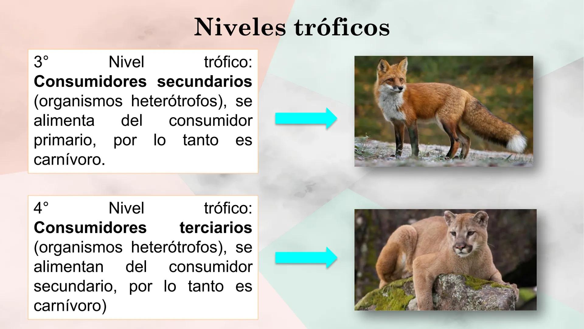 Objetivo de la clase:
• Comprender que, en el
ecosistema, los organismos
ocupan niveles tróficos de
acuerdo con el modo en que
obtienen su a