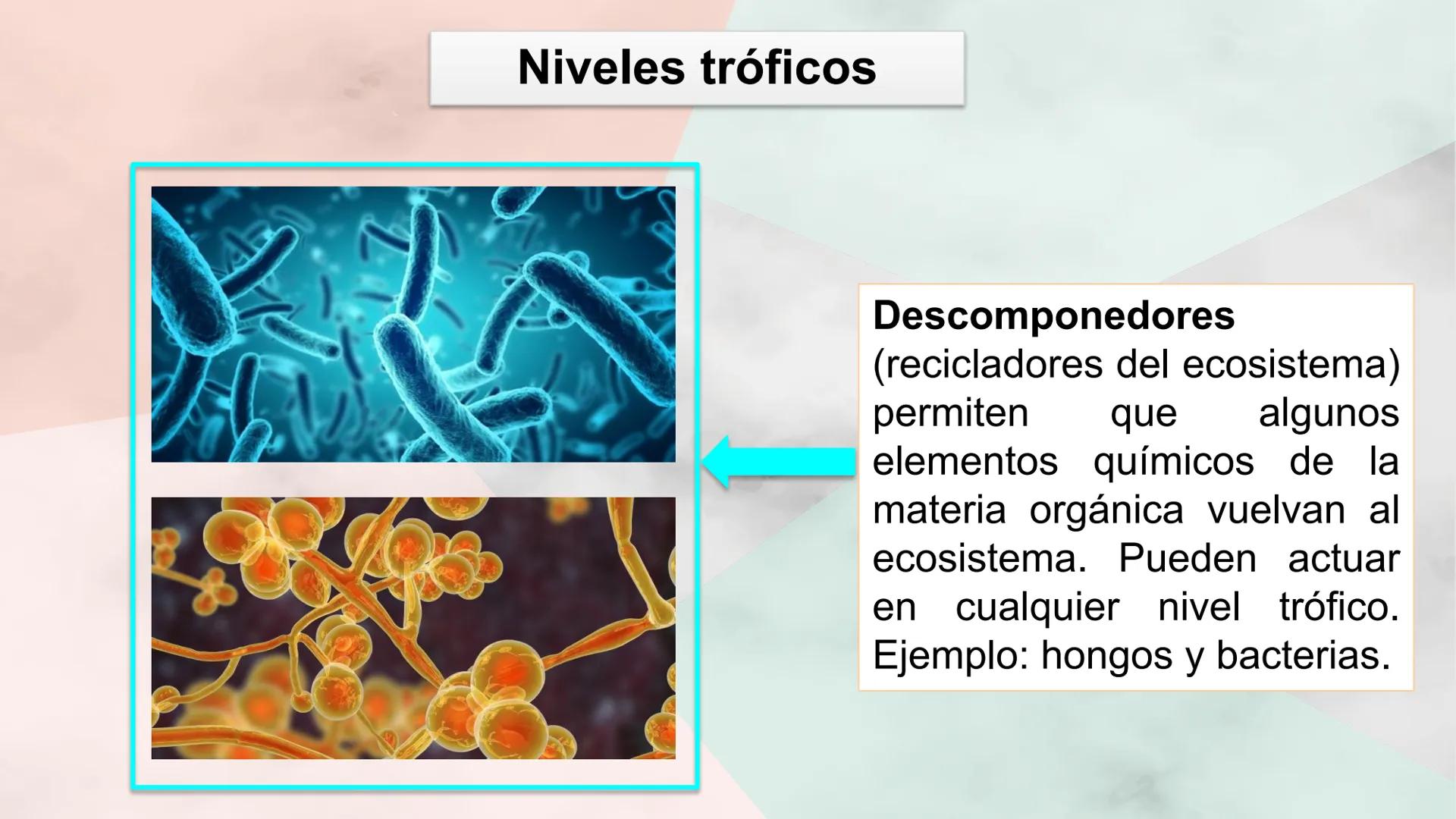 Objetivo de la clase:
• Comprender que, en el
ecosistema, los organismos
ocupan niveles tróficos de
acuerdo con el modo en que
obtienen su a