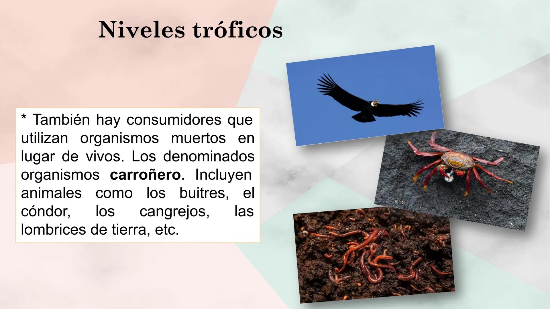 Objetivo de la clase:
• Comprender que, en el
ecosistema, los organismos
ocupan niveles tróficos de
acuerdo con el modo en que
obtienen su a