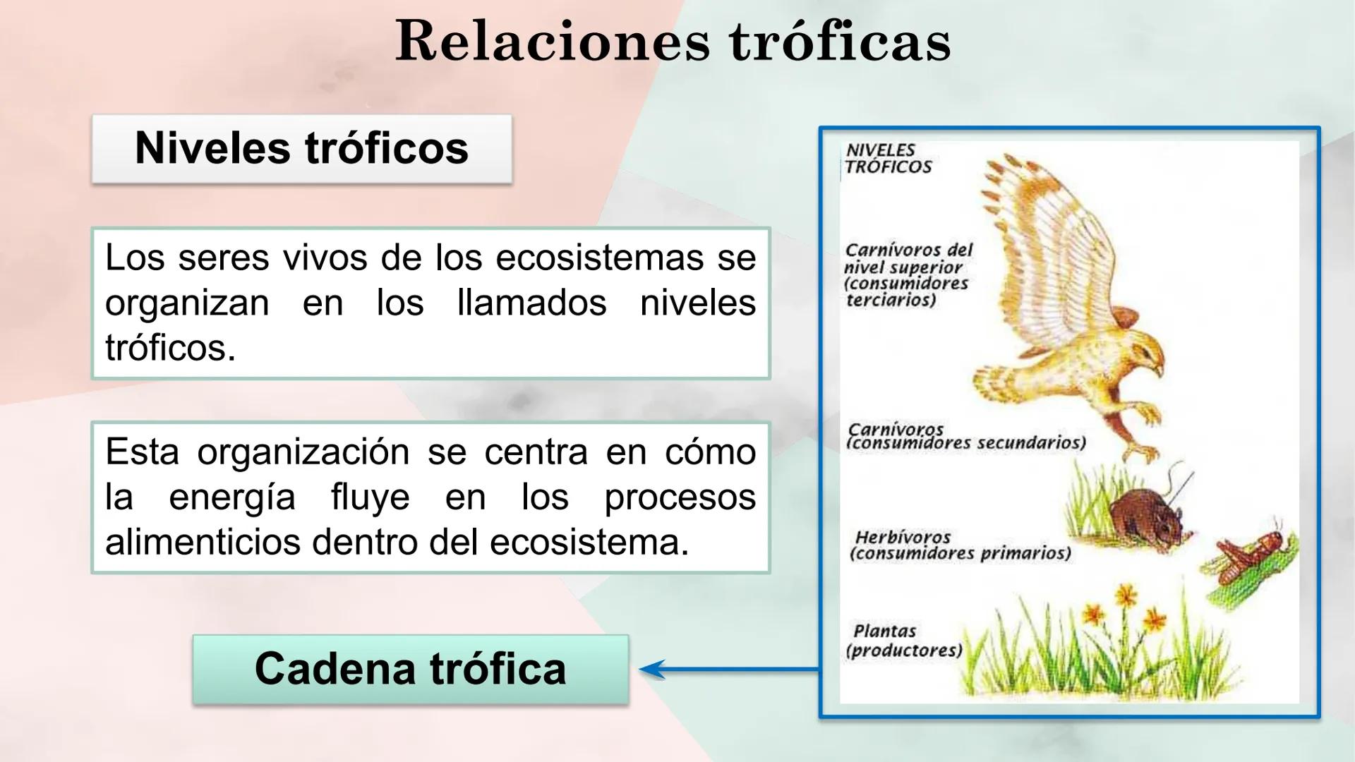 Objetivo de la clase:
• Comprender que, en el
ecosistema, los organismos
ocupan niveles tróficos de
acuerdo con el modo en que
obtienen su a