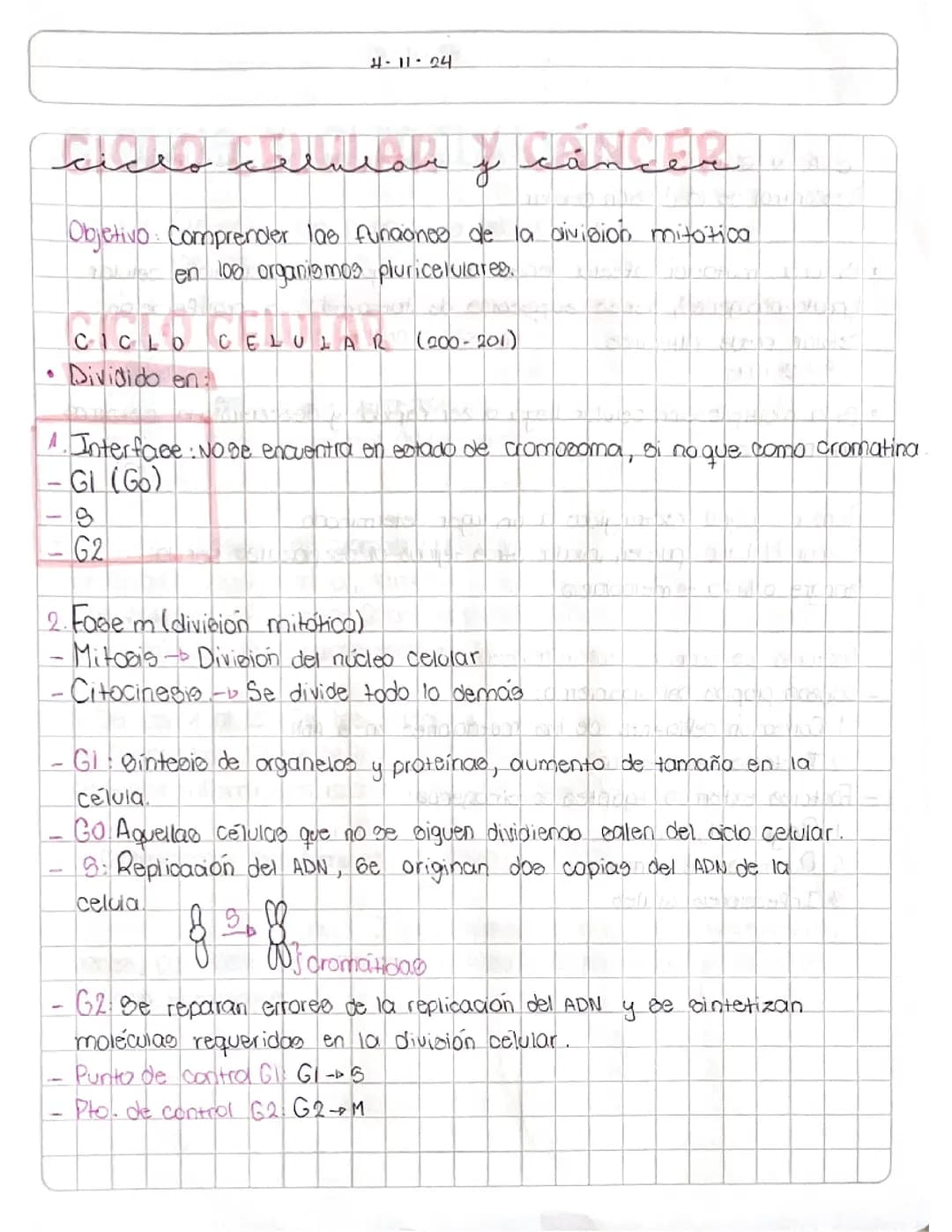 ciclo celular, mitosis-meiosis