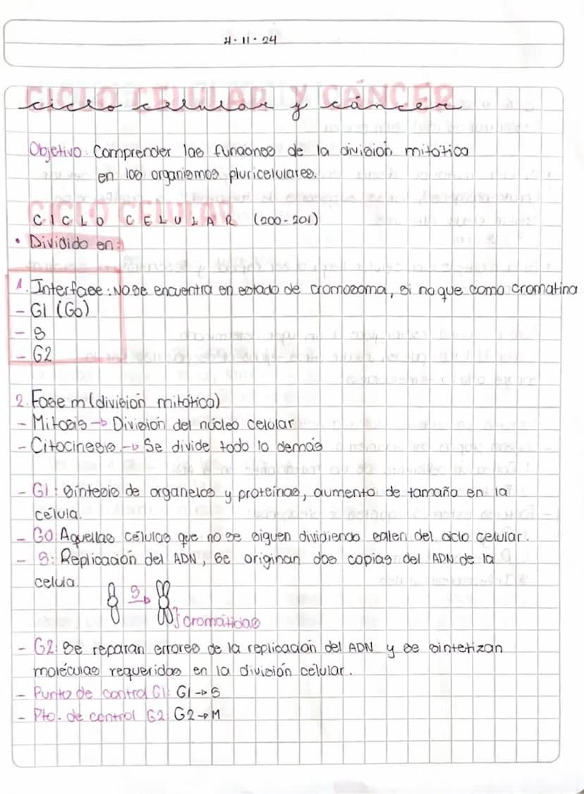 4-11-24
Leander
у
U
A
•
Objetivo: Comprender las funciones de la division mitotica
CICL
en 100 organismos pluricelulares.
CICLO CELULAR (200