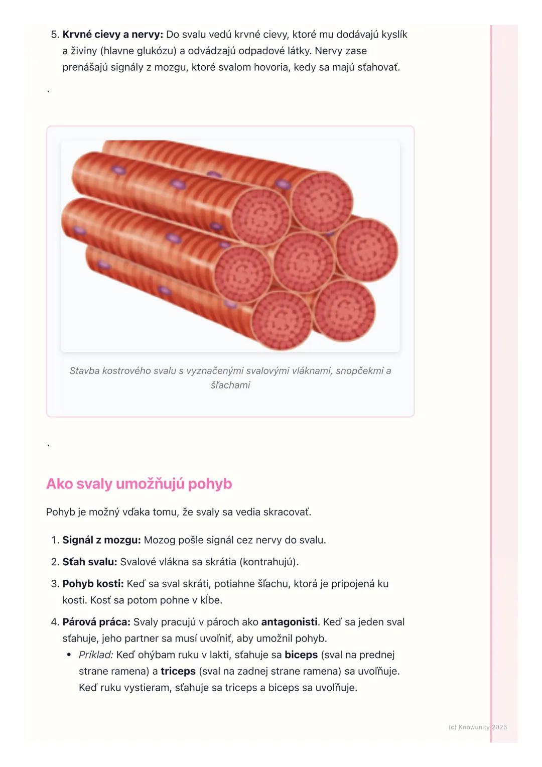 # Svaly a ich činnosť

1. Prehľad / Úvod

Svaly sú super dôležitá časť nášho tela. Spolu s kosťami tvoria opornú a
pohybovú sústavu, ktorá n