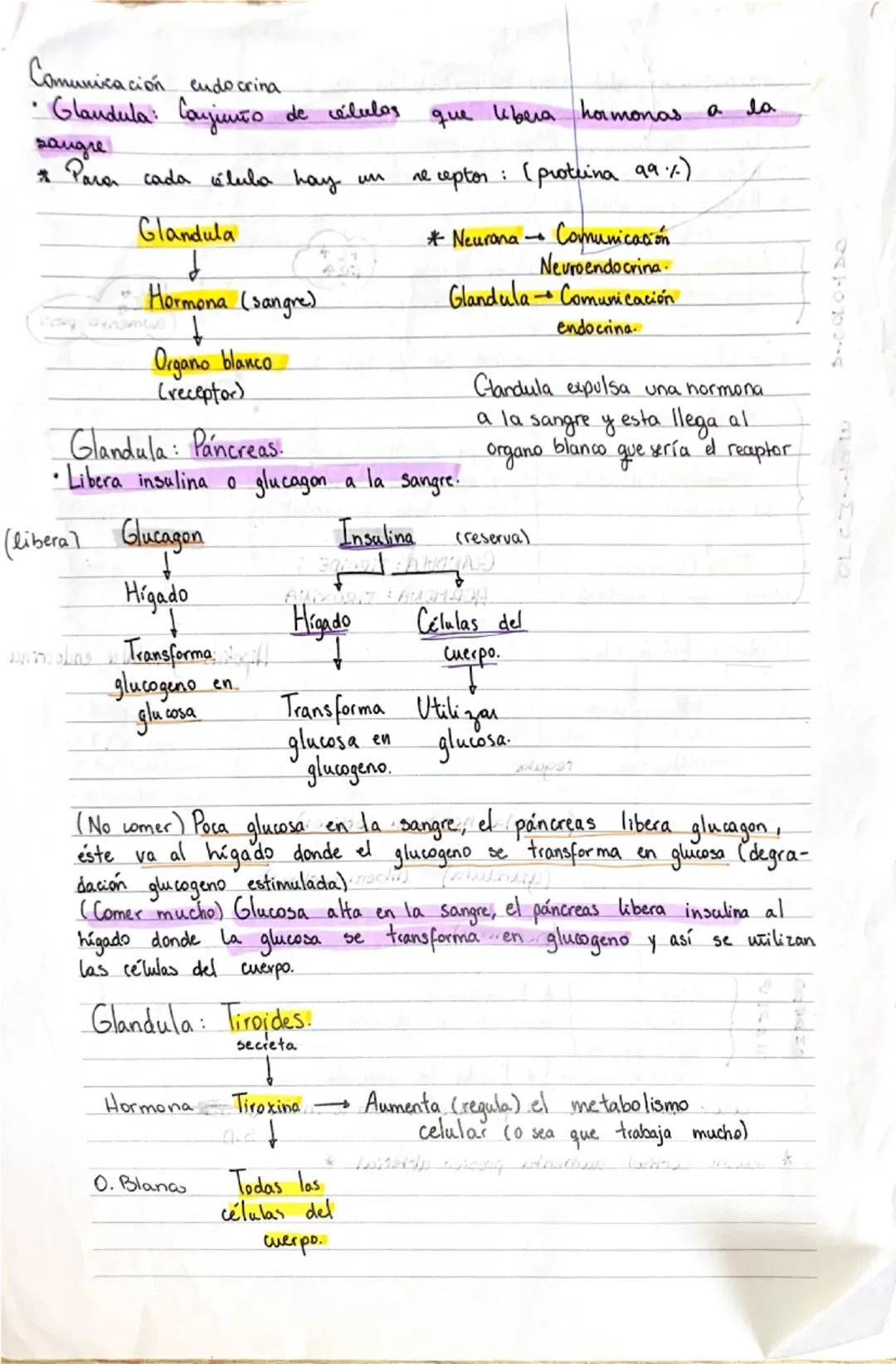 # Comunicación endocrina

• Glándula: conjunto de células que libera hormonas a la sangre
* Para cada célula hay un receptor: (proteína 99%)