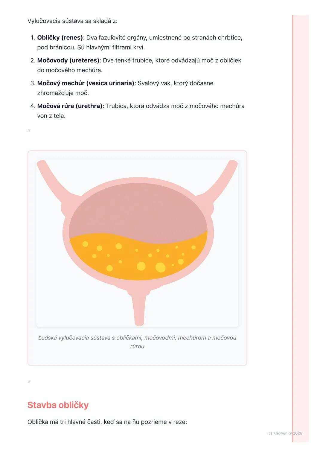 # Vylučovacia sústava

1. Prehľad vylučovacej sústavy

Vylučovacia sústava je pre naše telo super dôležitá, lebo sa stará o to, aby sme
sa z
