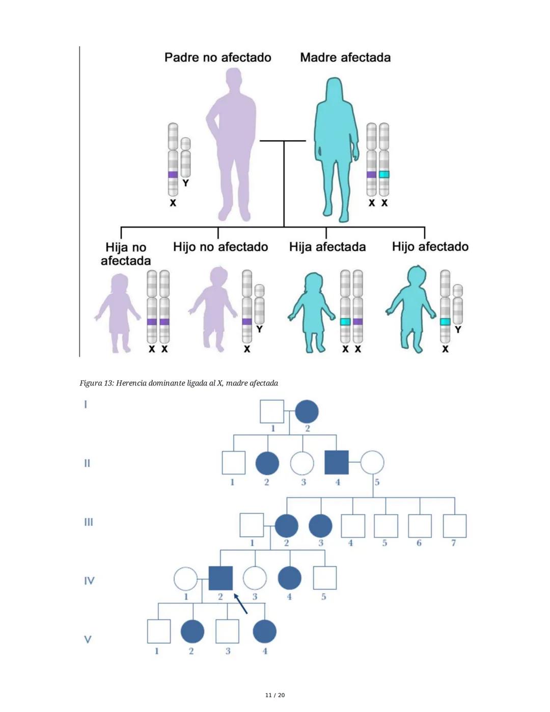 Teoría de la Herencia II - Resumen
1. Introducción y Objetivos
El objetivo principal es identificar patrones de herencia ligados al sexo y o