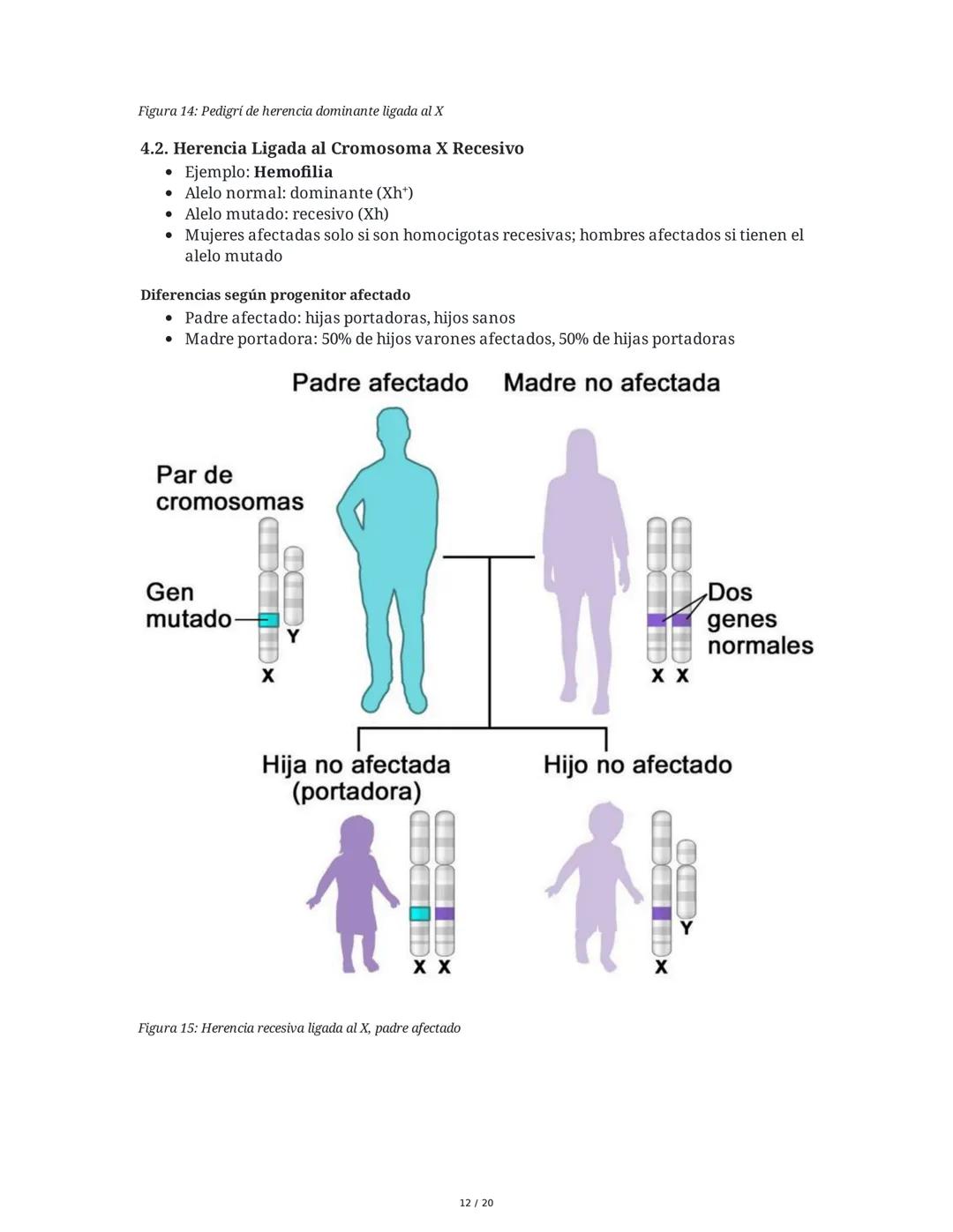 Teoría de la Herencia II - Resumen
1. Introducción y Objetivos
El objetivo principal es identificar patrones de herencia ligados al sexo y o