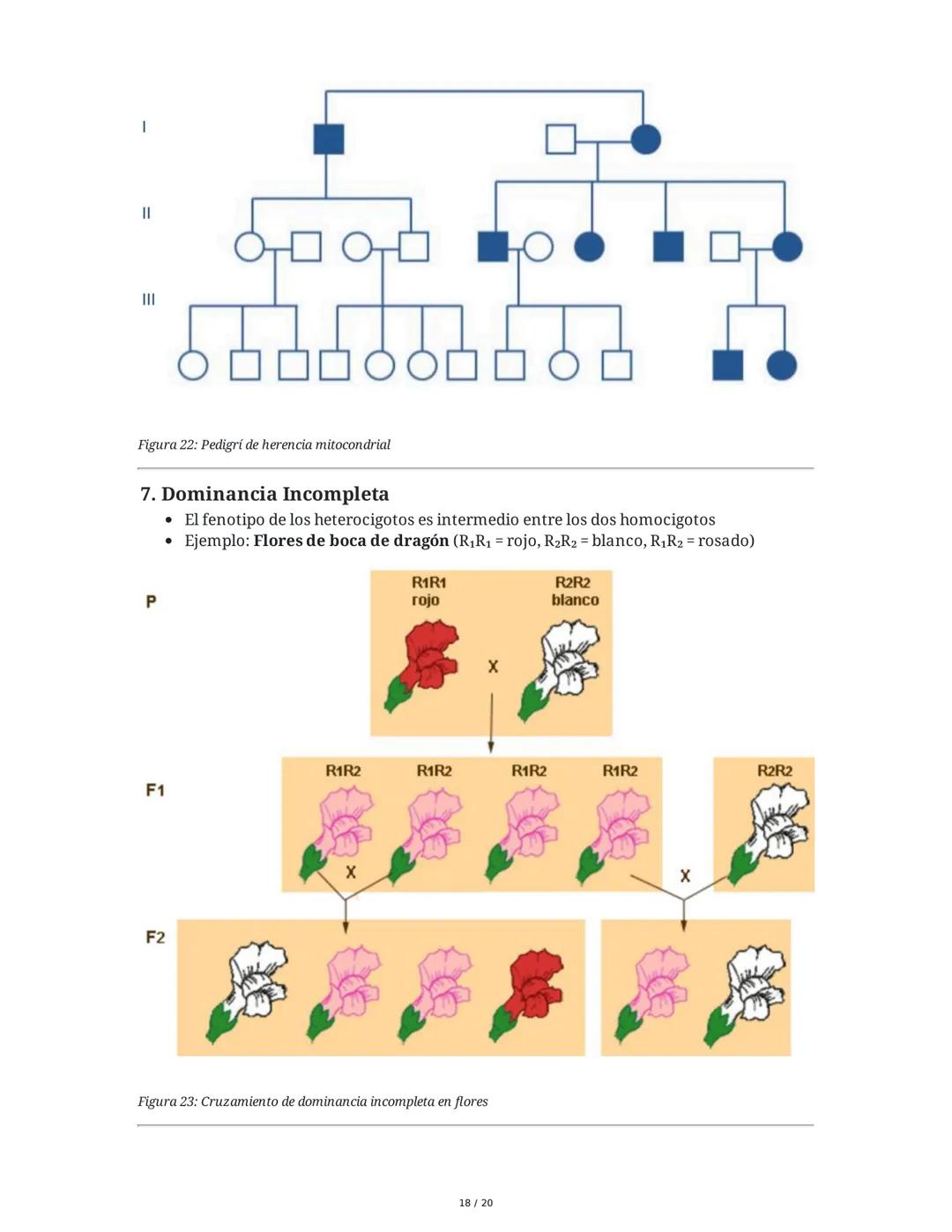 Teoría de la Herencia II - Resumen
1. Introducción y Objetivos
El objetivo principal es identificar patrones de herencia ligados al sexo y o
