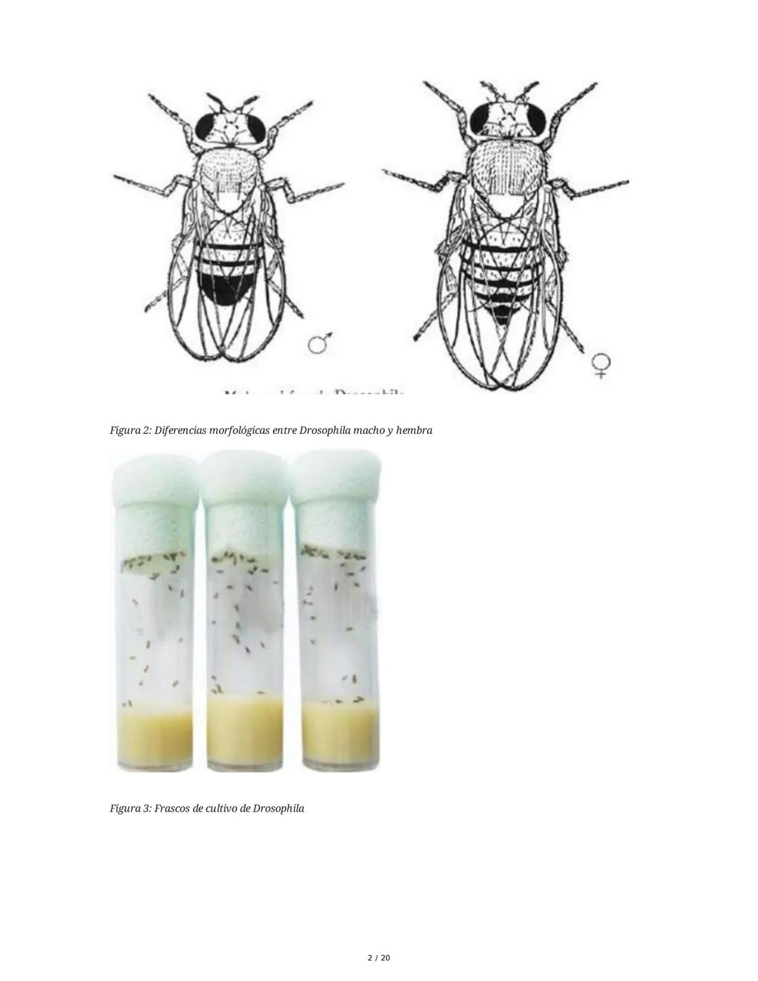 Teoría de la Herencia II - Resumen
1. Introducción y Objetivos
El objetivo principal es identificar patrones de herencia ligados al sexo y o