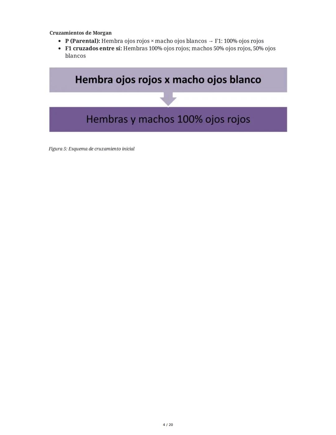 Teoría de la Herencia II - Resumen
1. Introducción y Objetivos
El objetivo principal es identificar patrones de herencia ligados al sexo y o