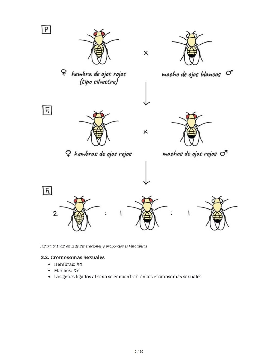 Teoría de la Herencia II - Resumen
1. Introducción y Objetivos
El objetivo principal es identificar patrones de herencia ligados al sexo y o