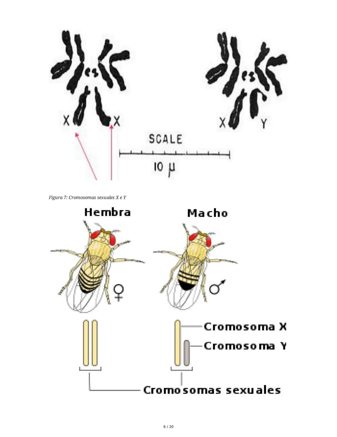 Teoría de la Herencia II - Resumen
1. Introducción y Objetivos
El objetivo principal es identificar patrones de herencia ligados al sexo y o