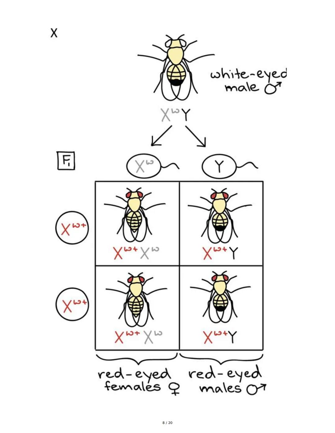 Teoría de la Herencia II - Resumen
1. Introducción y Objetivos
El objetivo principal es identificar patrones de herencia ligados al sexo y o