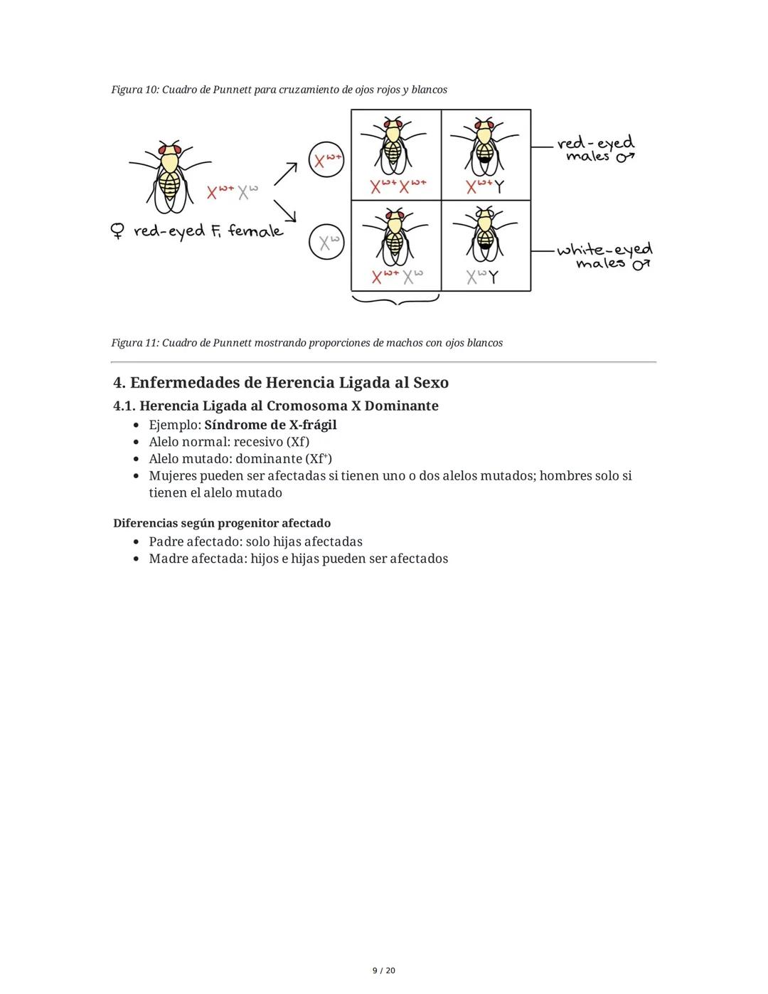 Teoría de la Herencia II - Resumen
1. Introducción y Objetivos
El objetivo principal es identificar patrones de herencia ligados al sexo y o