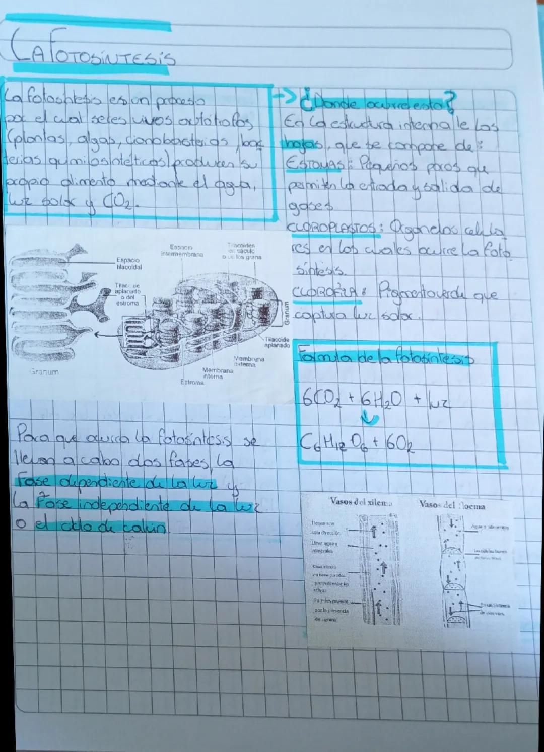 Entendiendo la Fotosíntesis