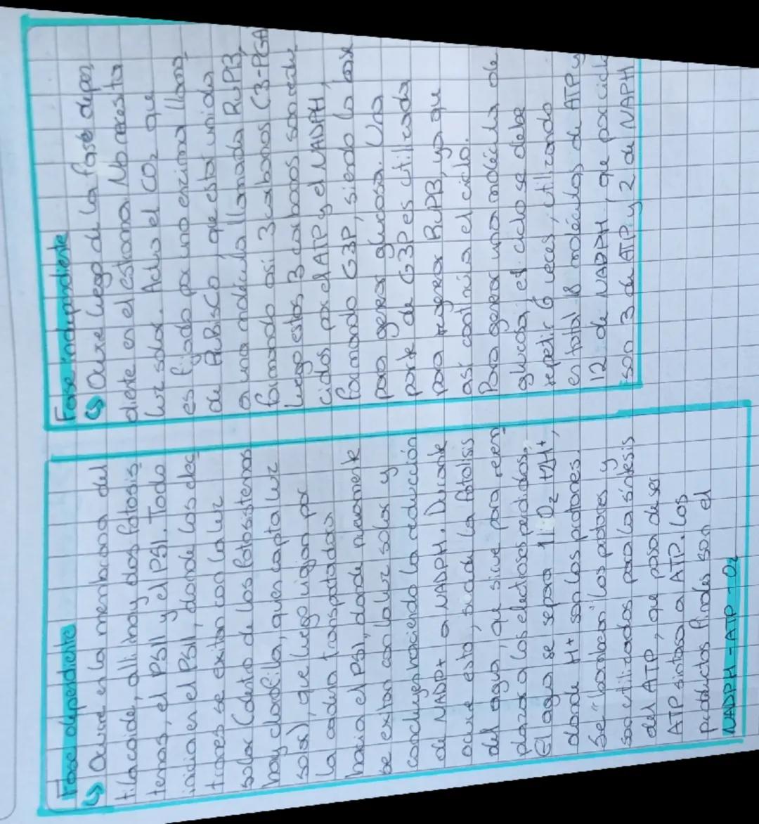 # CAFOTOSINTESIS

La folosintesis es un procesio
por el wal seres vivos autotiofos En Ca eskudura interna le los
(plantas, algas, cionobacte