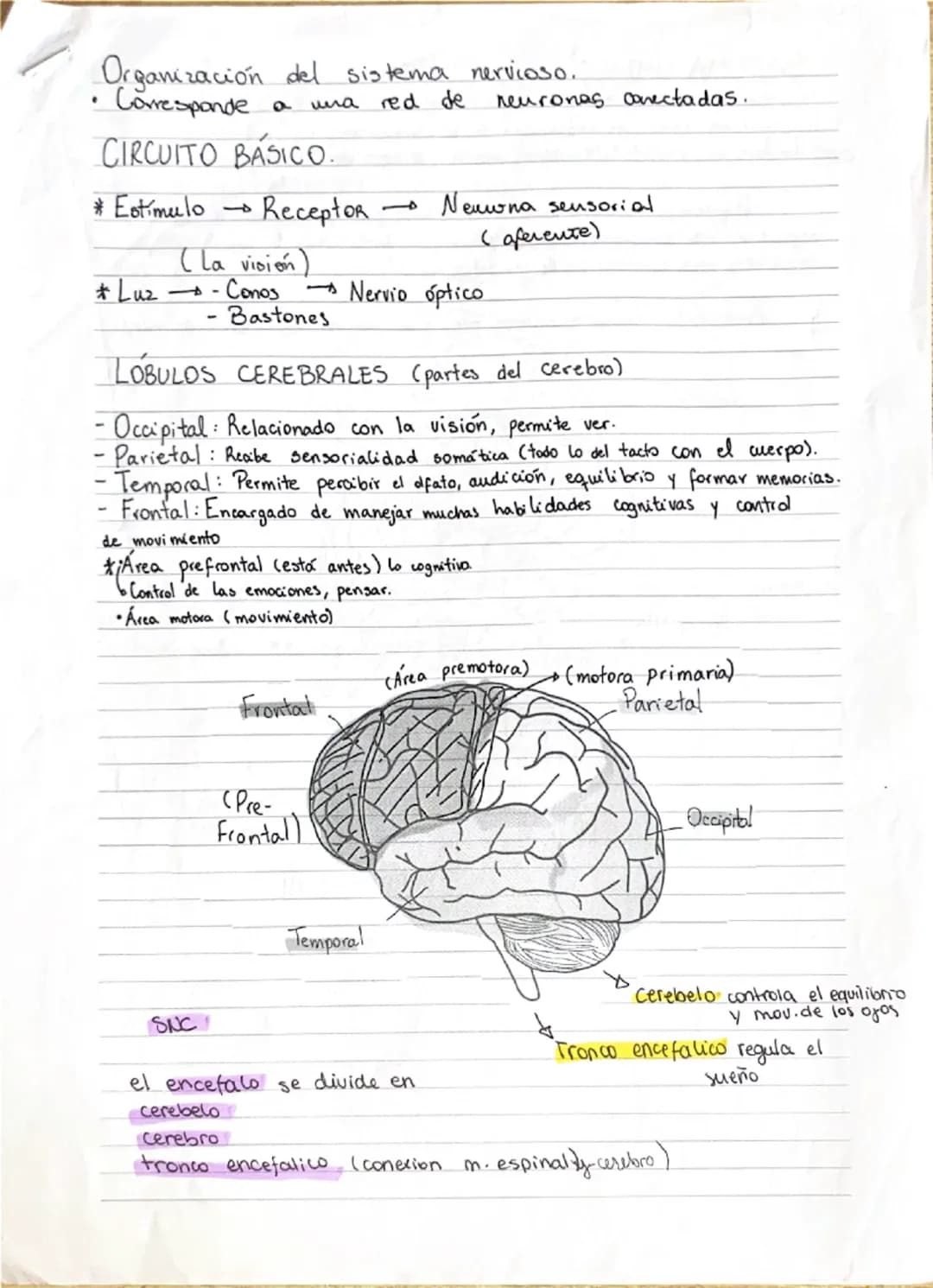 Organización del sistema nervioso.
• Corresponde a una red de neuronas conectadas.
CIRCUITO BÁSICO.
* Estímulo → Receptor → Neurona sensoria